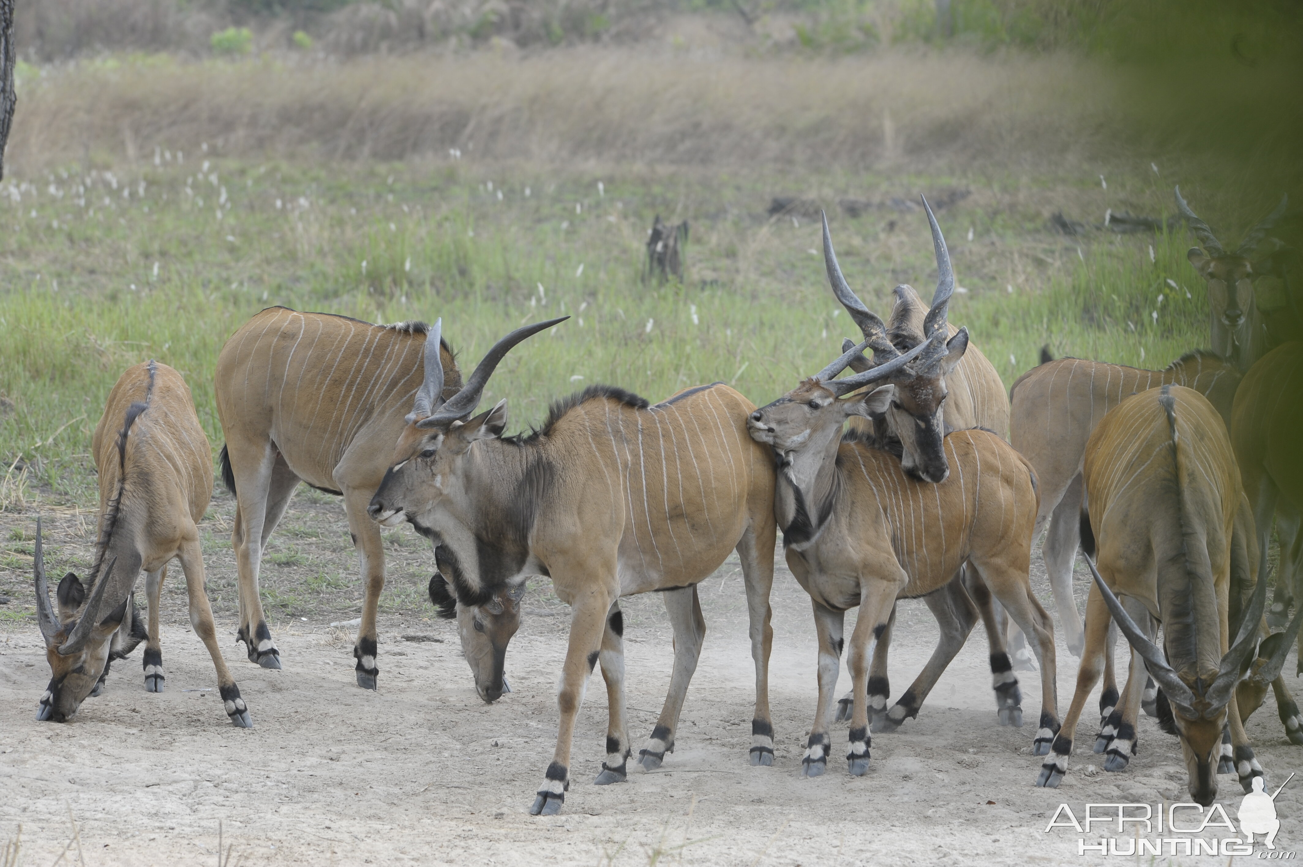 Lord Derby Eland in C.A.R.