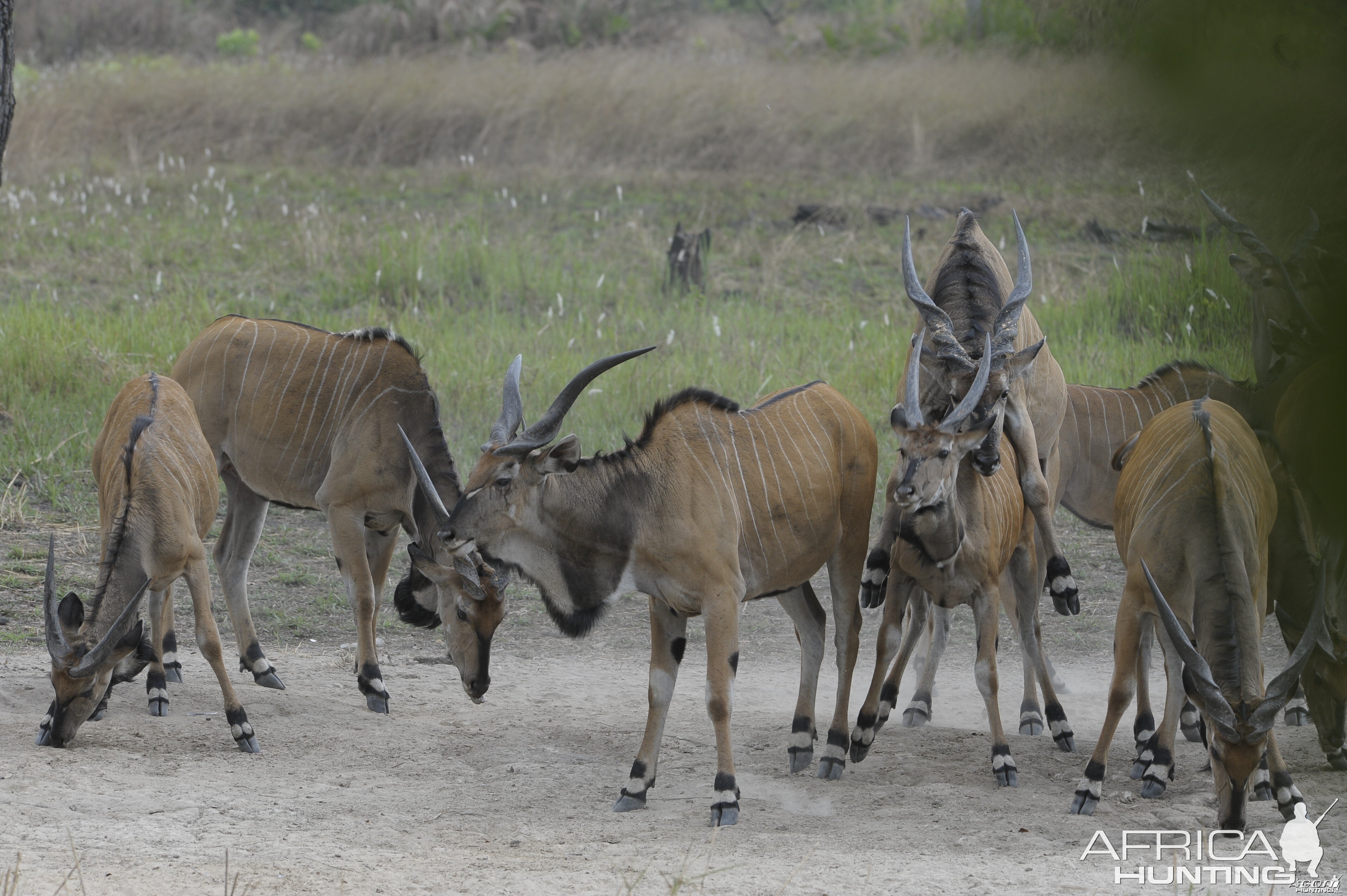 Lord Derby Eland in C.A.R.