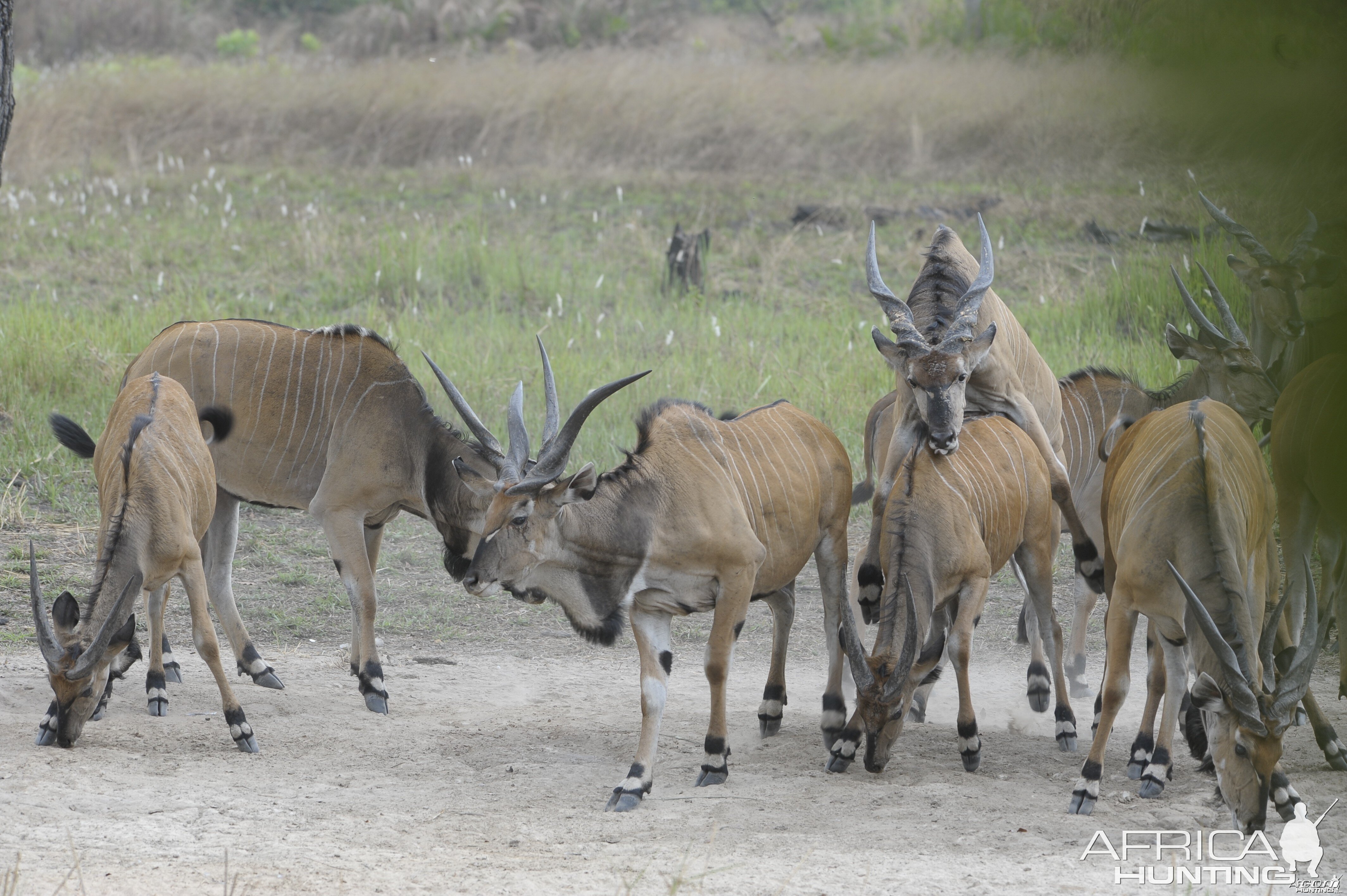 Lord Derby Eland in C.A.R.