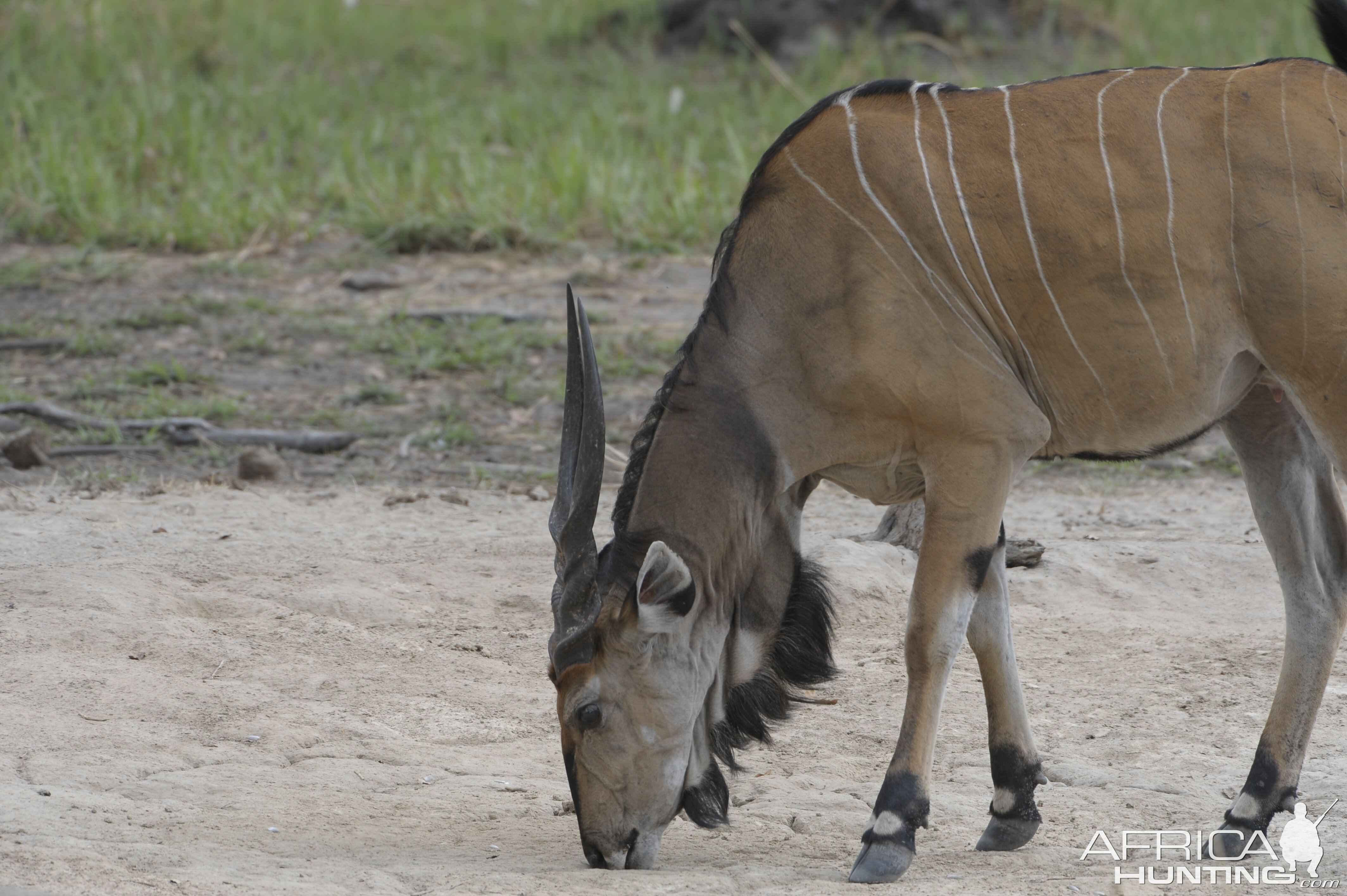 Lord Derby Eland in C.A.R.