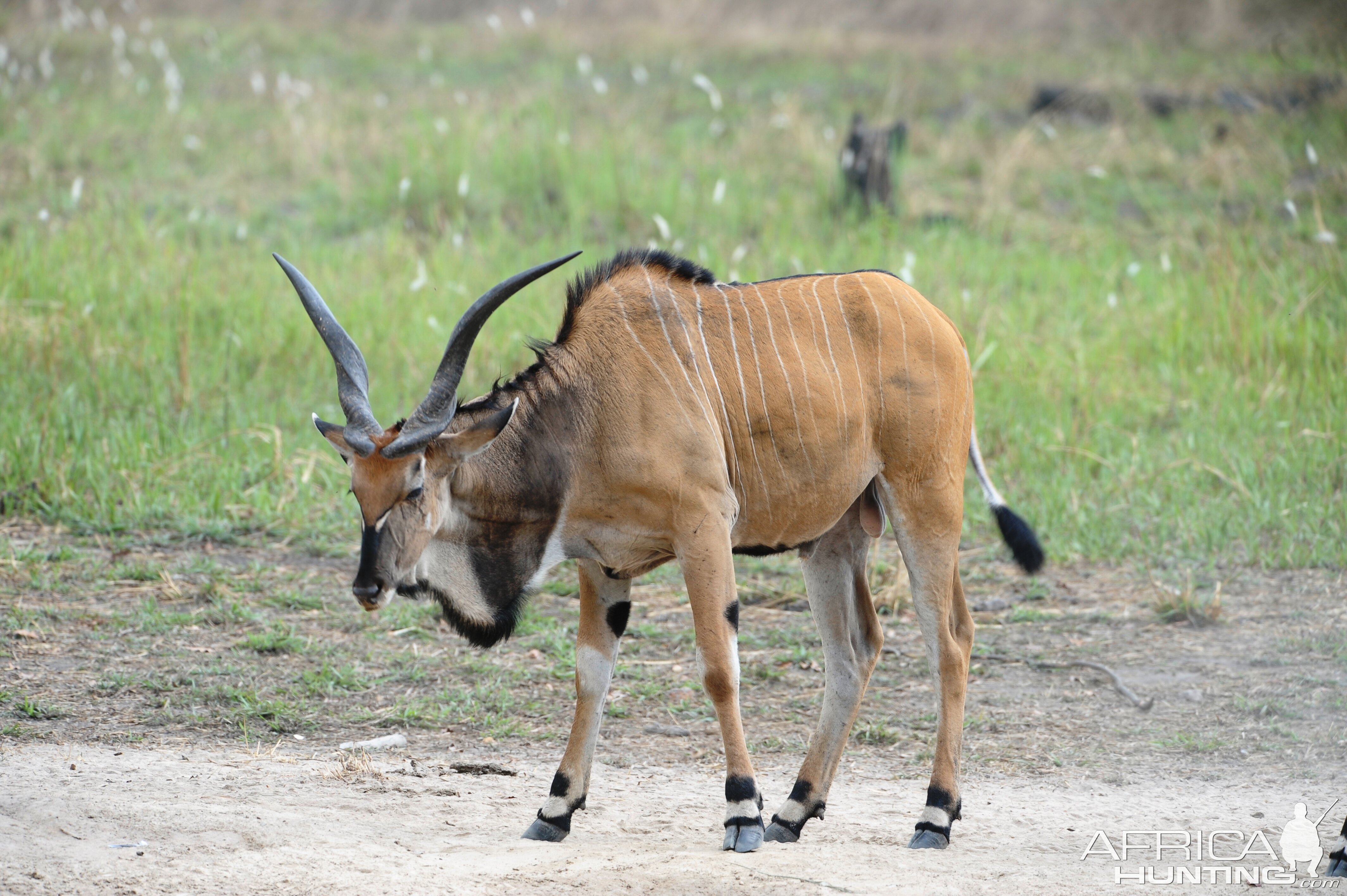 Lord Derby Eland in C.A.R.