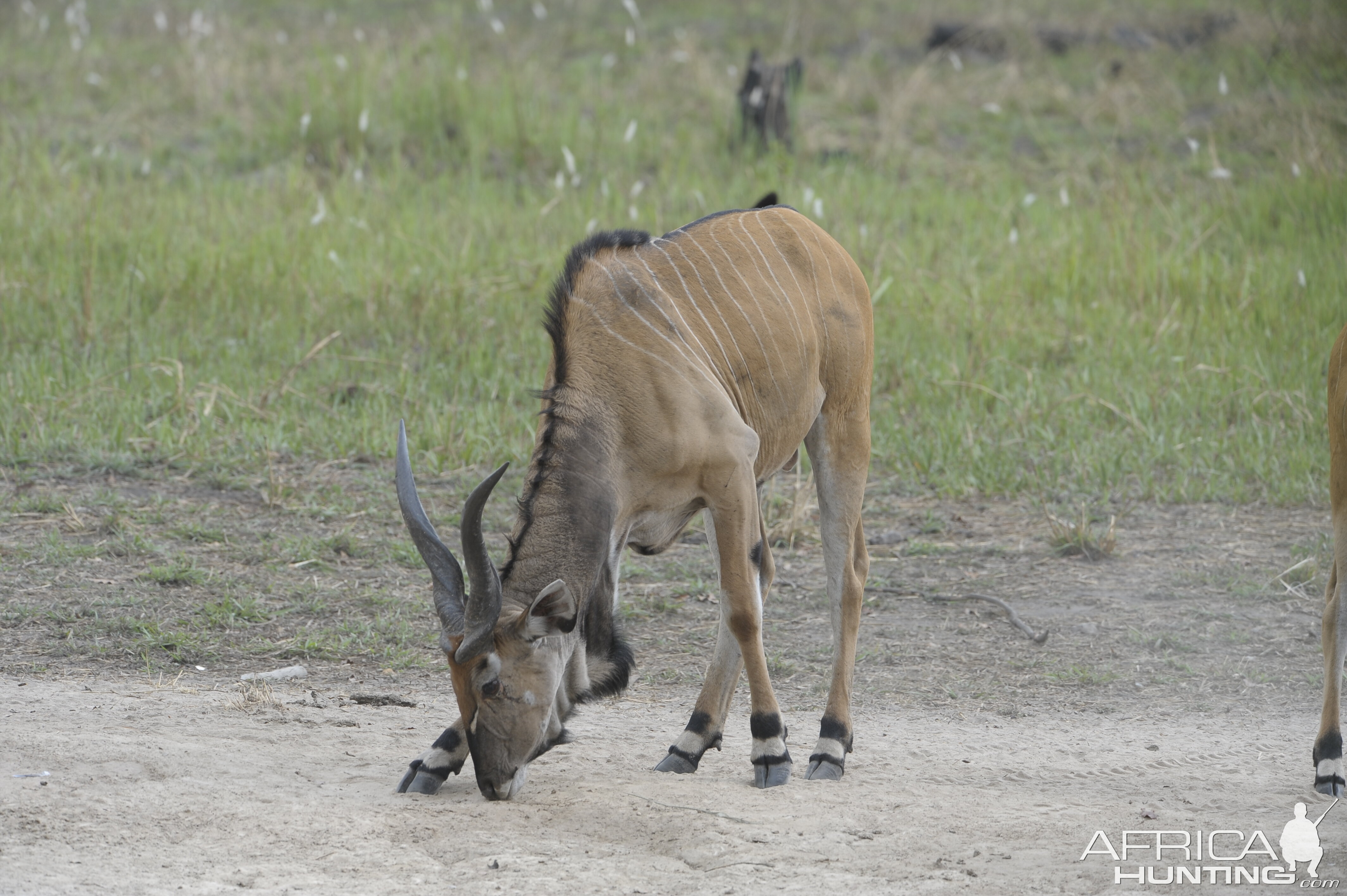 Lord Derby Eland in C.A.R.