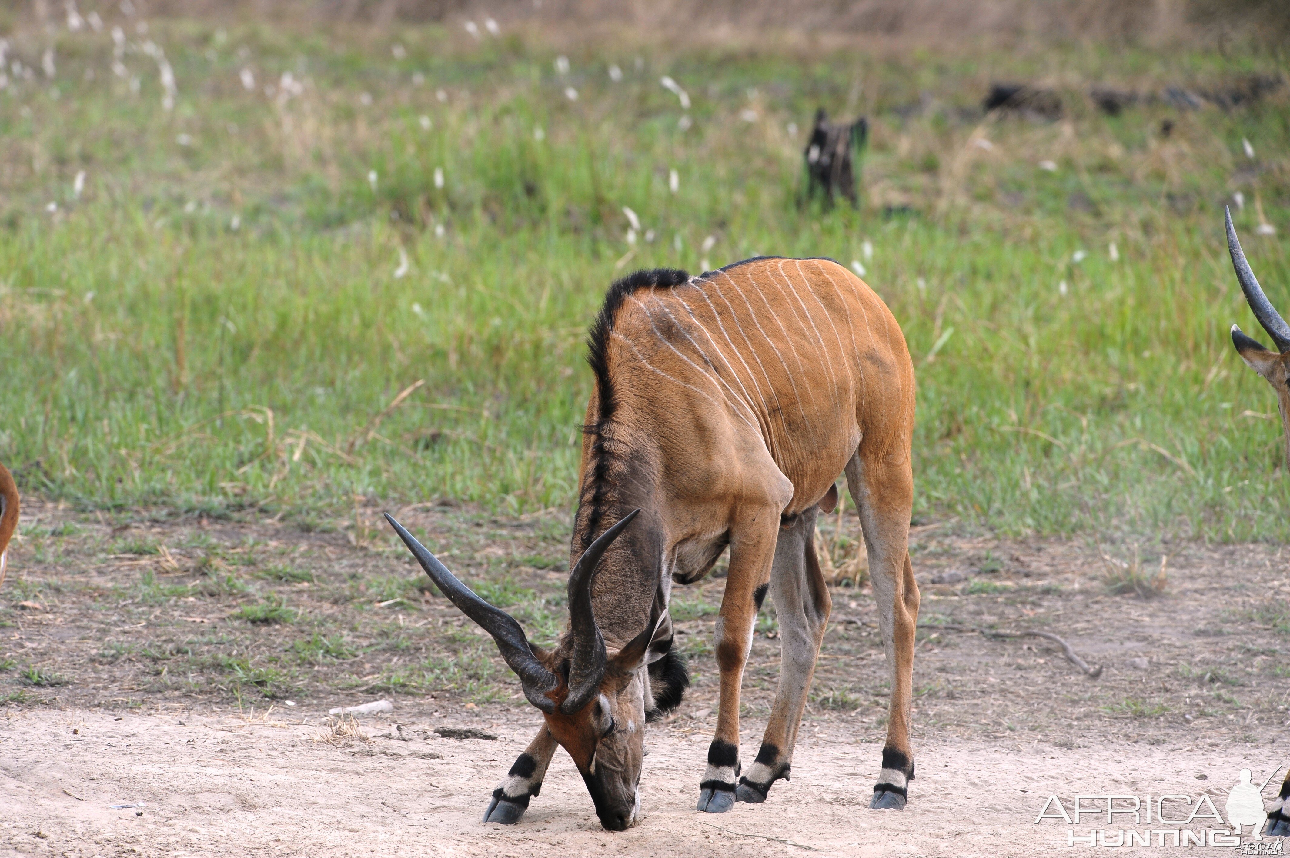 Lord Derby Eland in C.A.R.