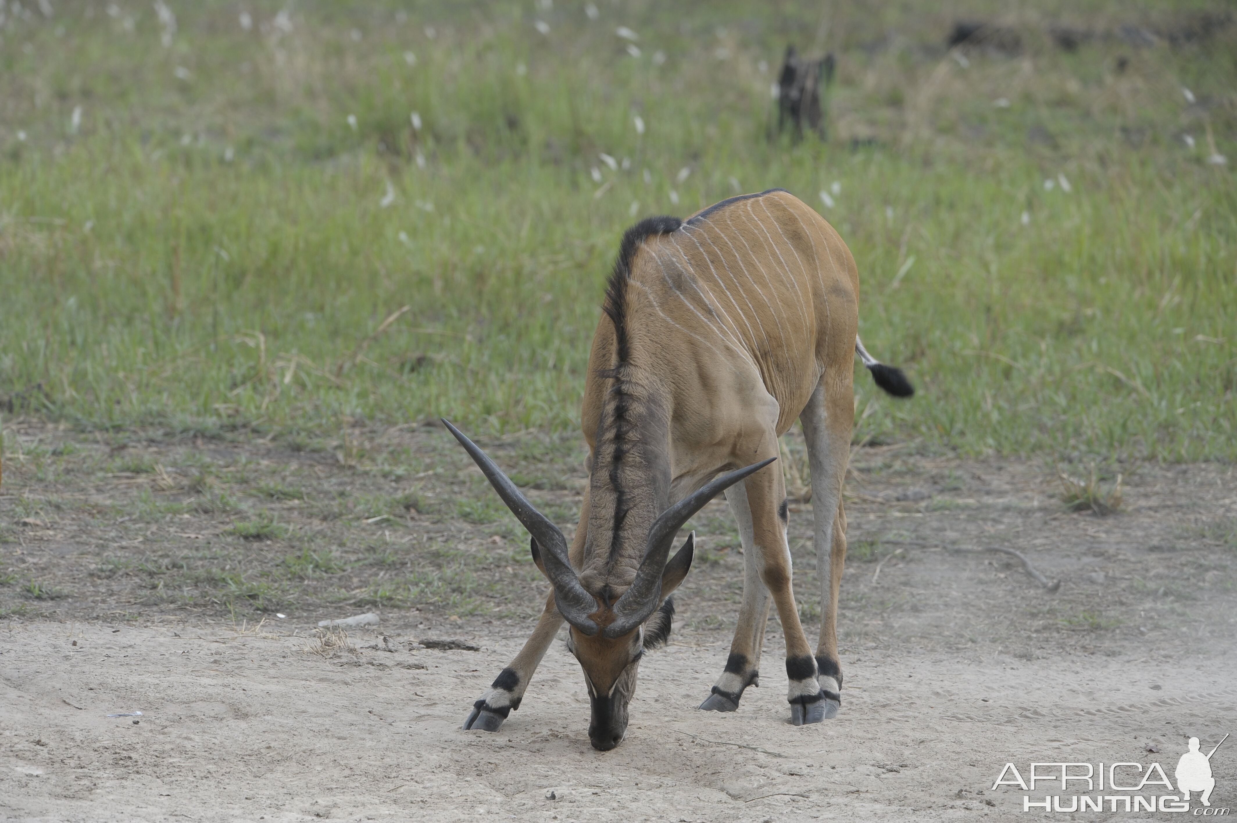 Lord Derby Eland in C.A.R.