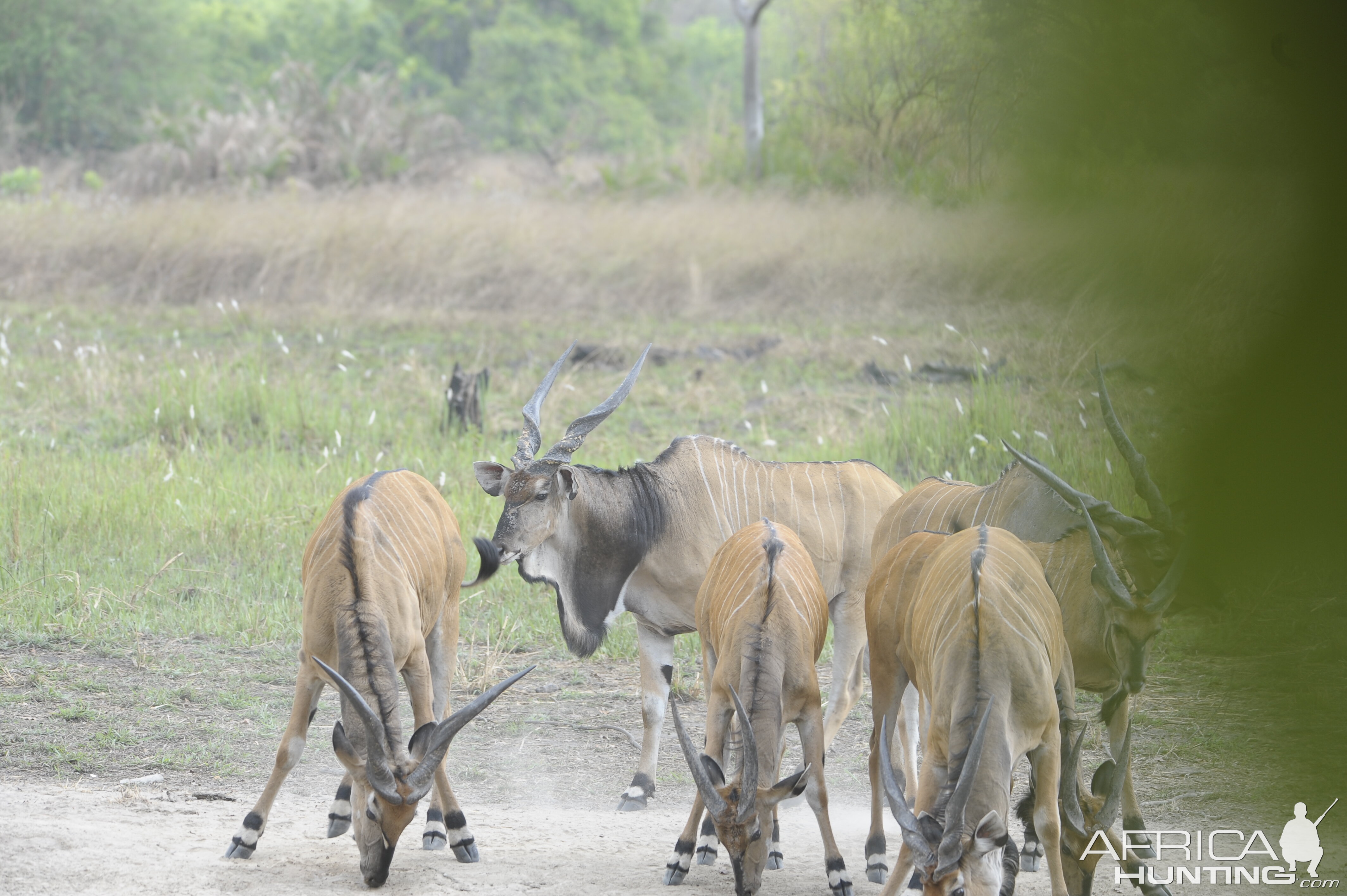 Lord Derby Eland in C.A.R.