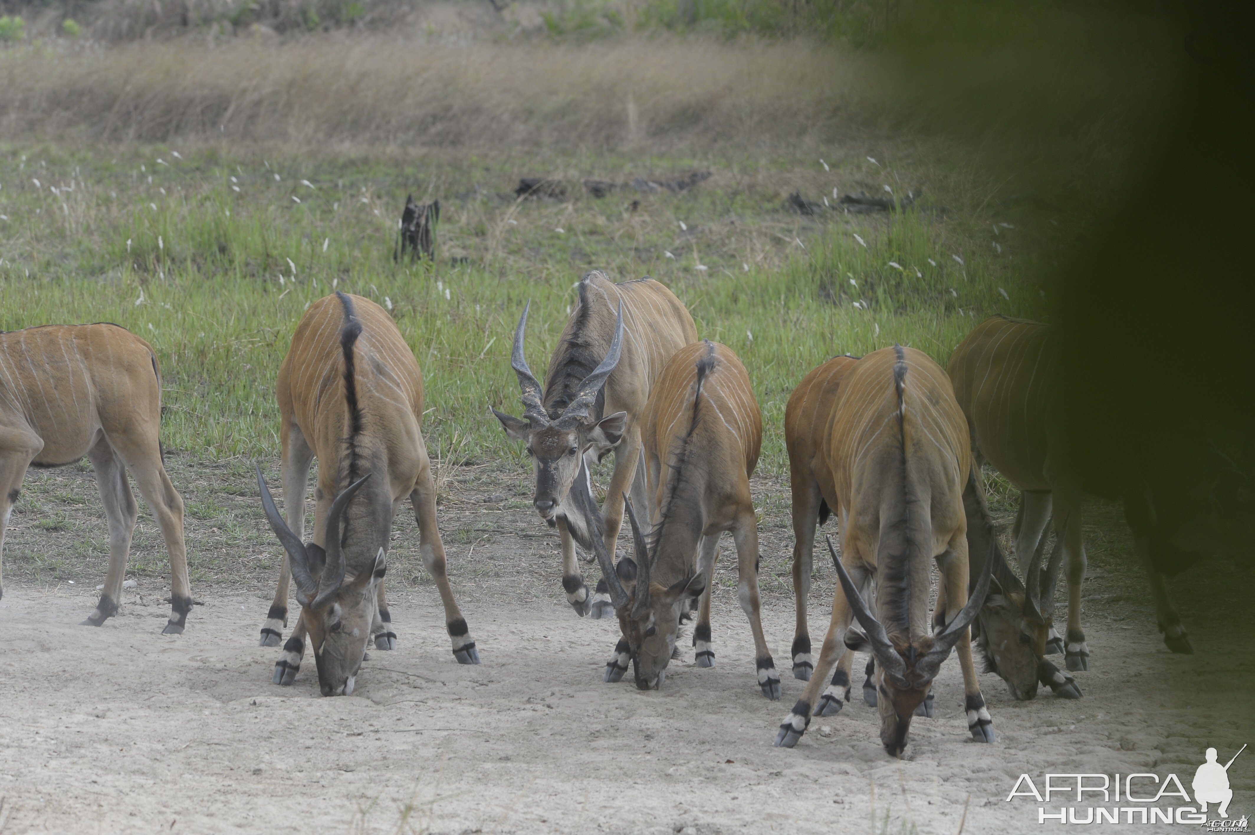 Lord Derby Eland in C.A.R.