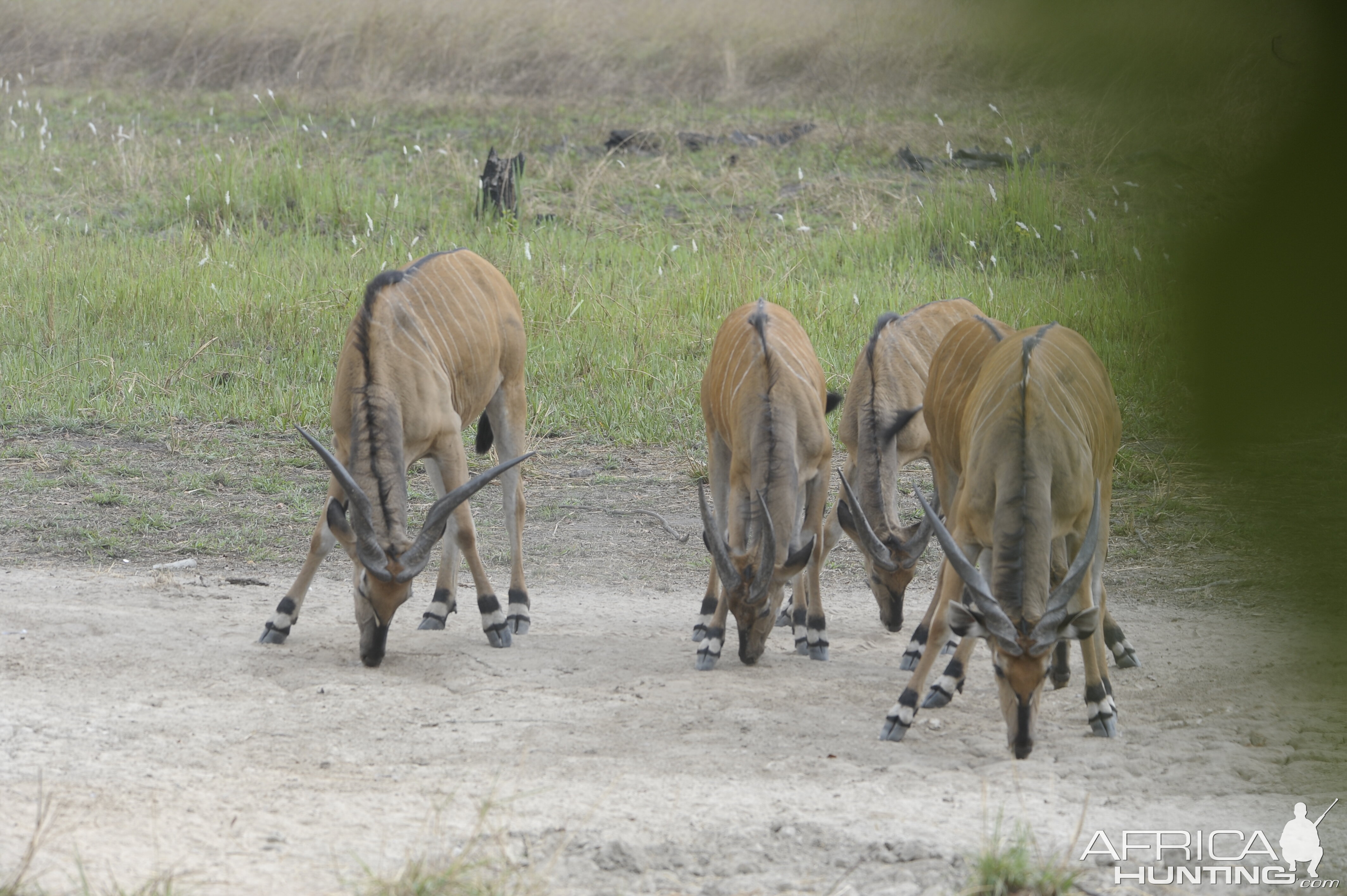 Lord Derby Eland in C.A.R.