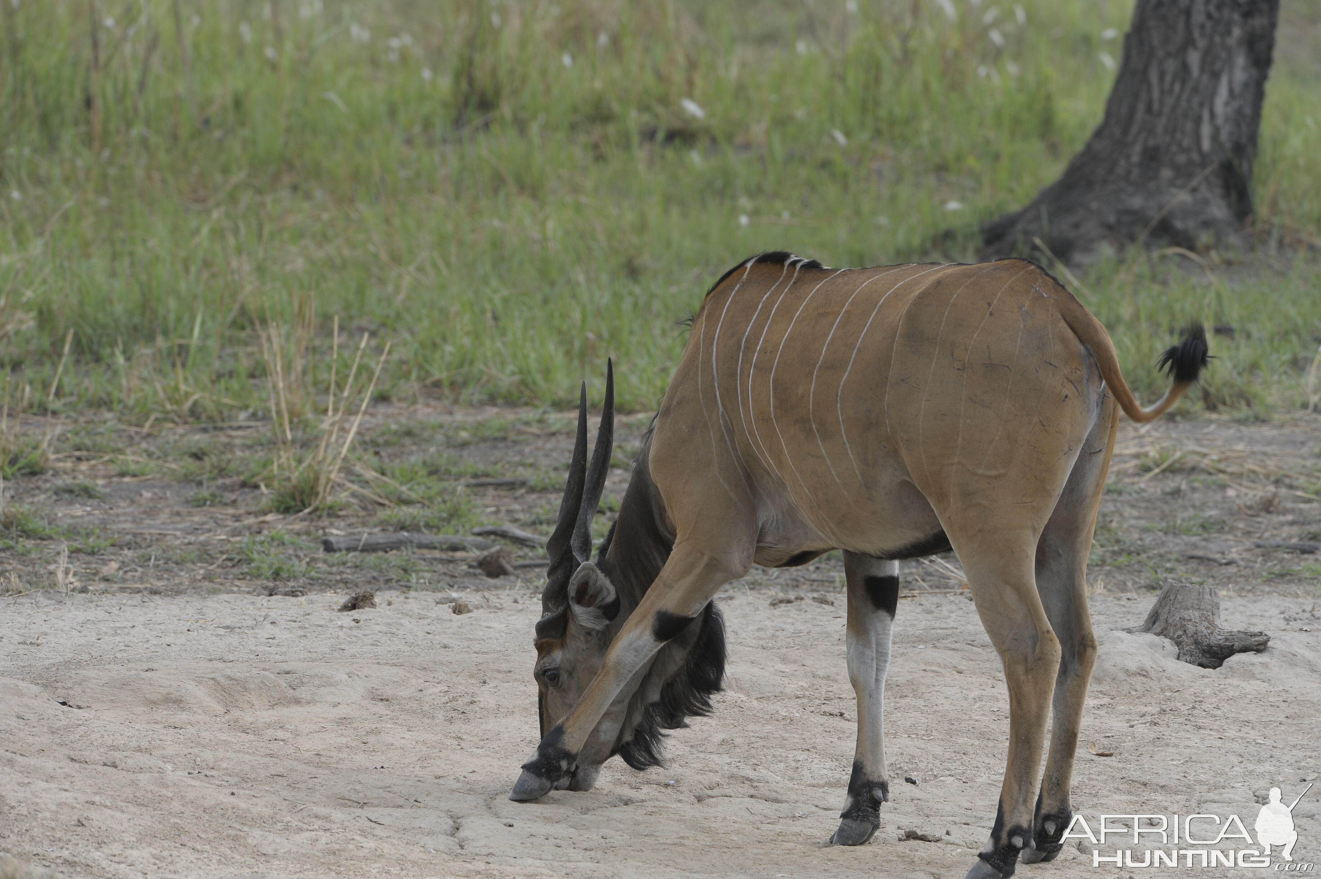 Lord Derby Eland in C.A.R.