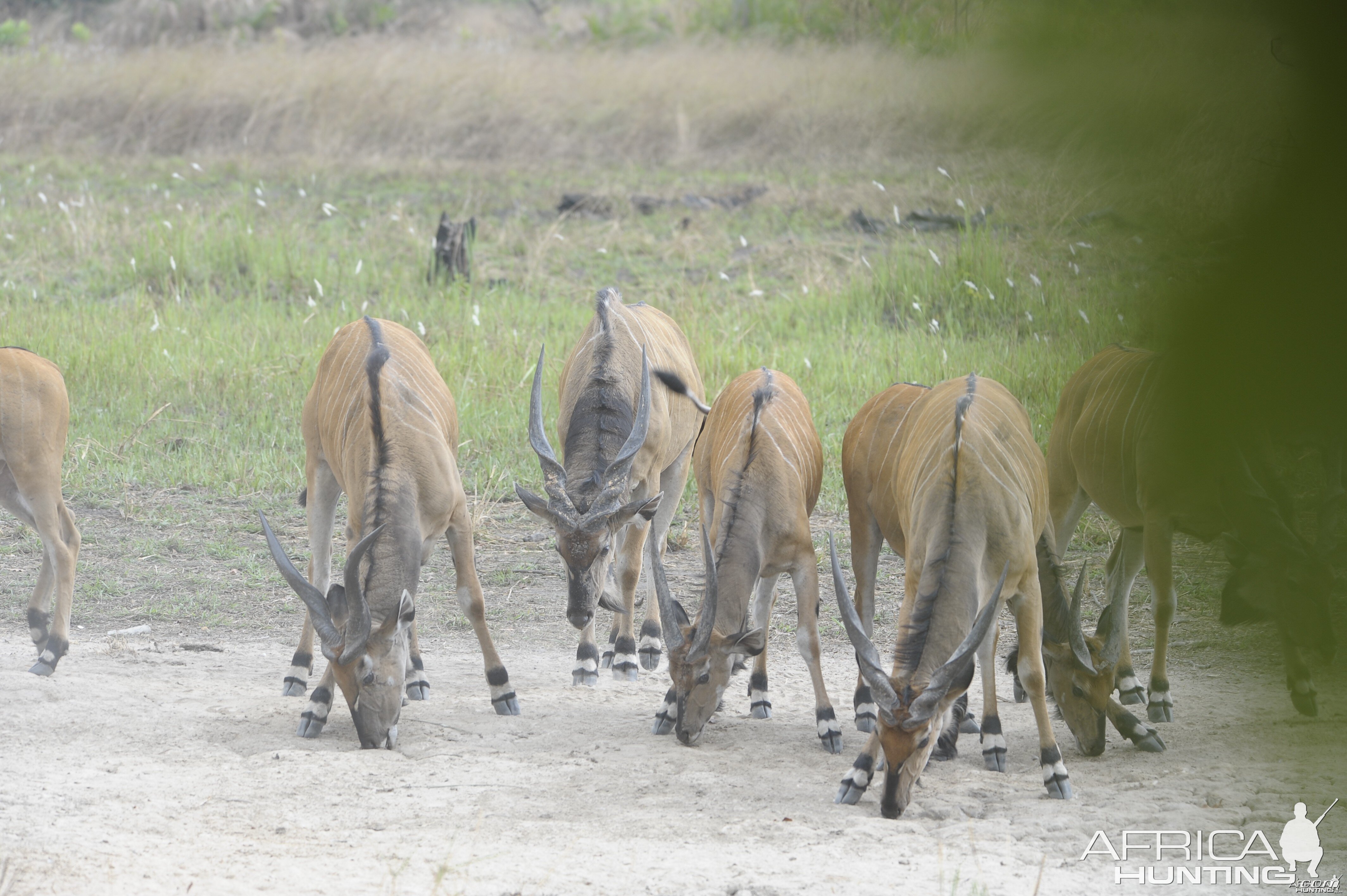 Lord Derby Eland in C.A.R.