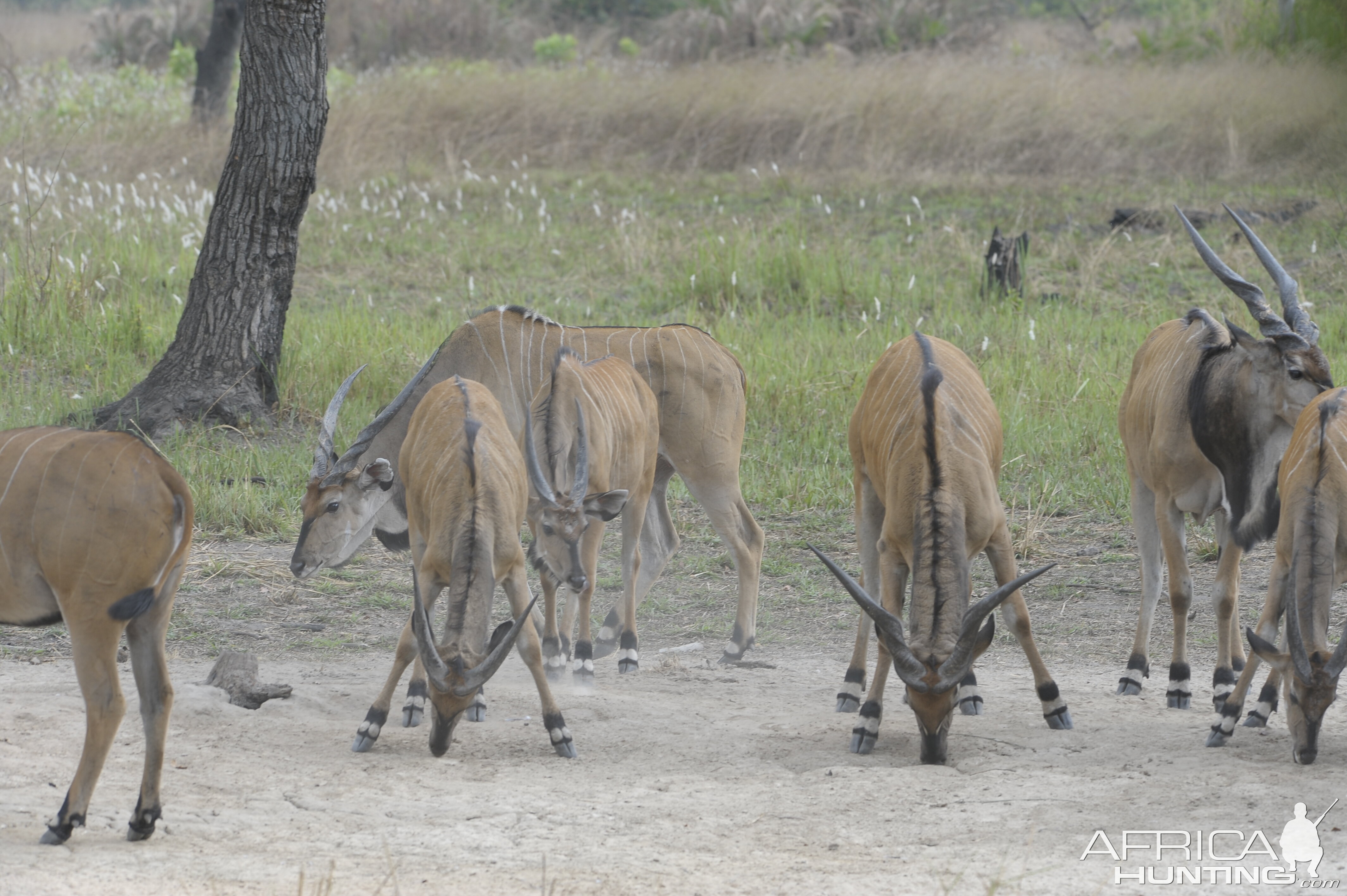 Lord Derby Eland in C.A.R.