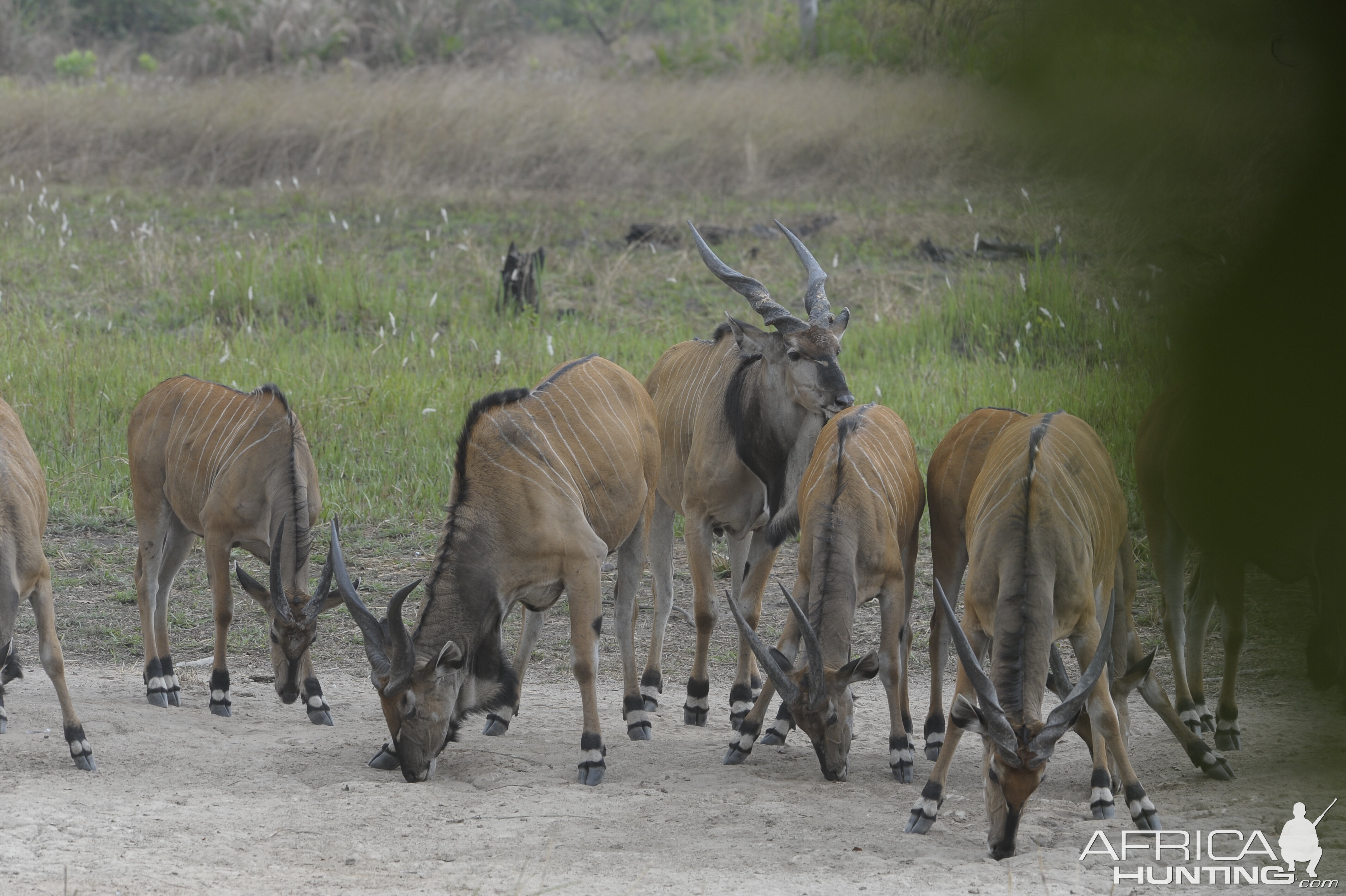 Lord Derby Eland in C.A.R.