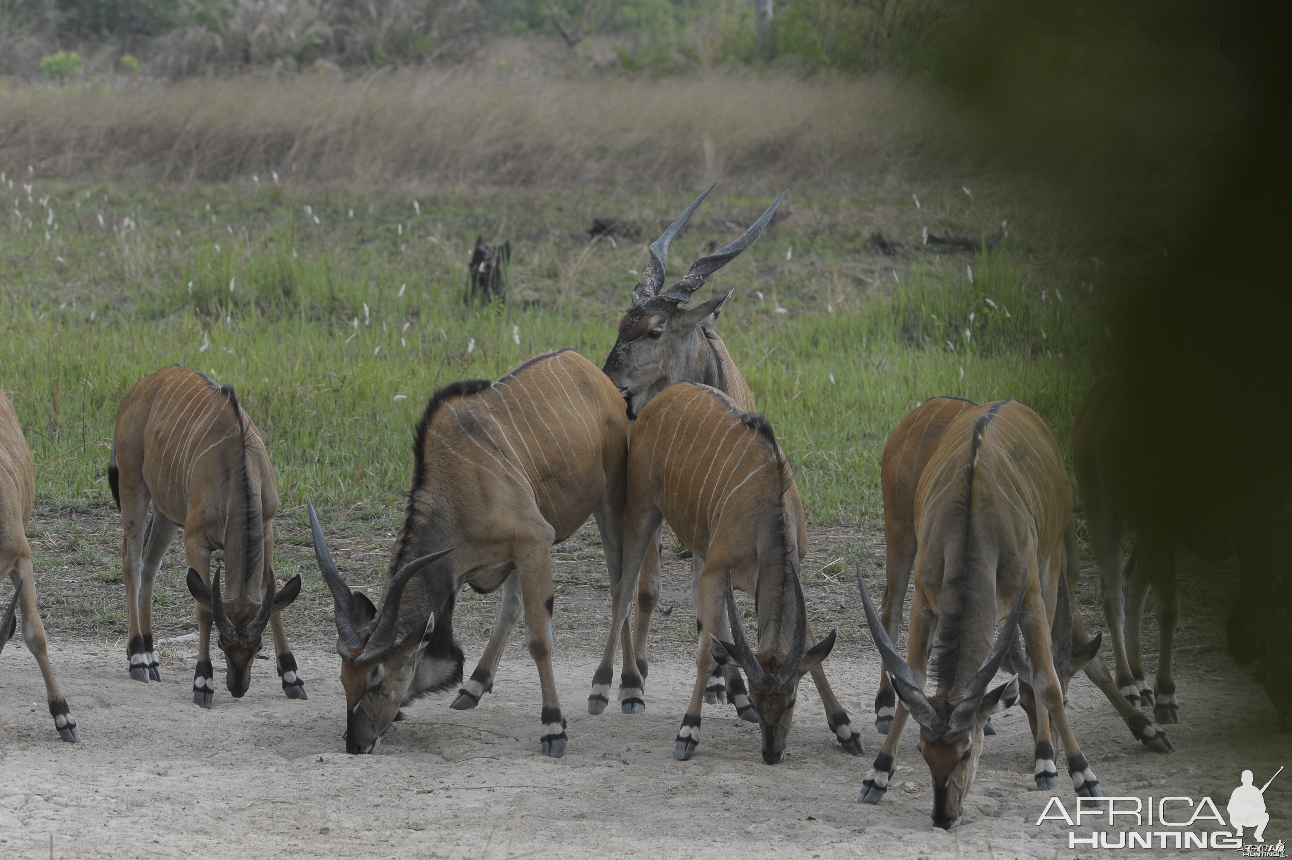 Lord Derby Eland in C.A.R.