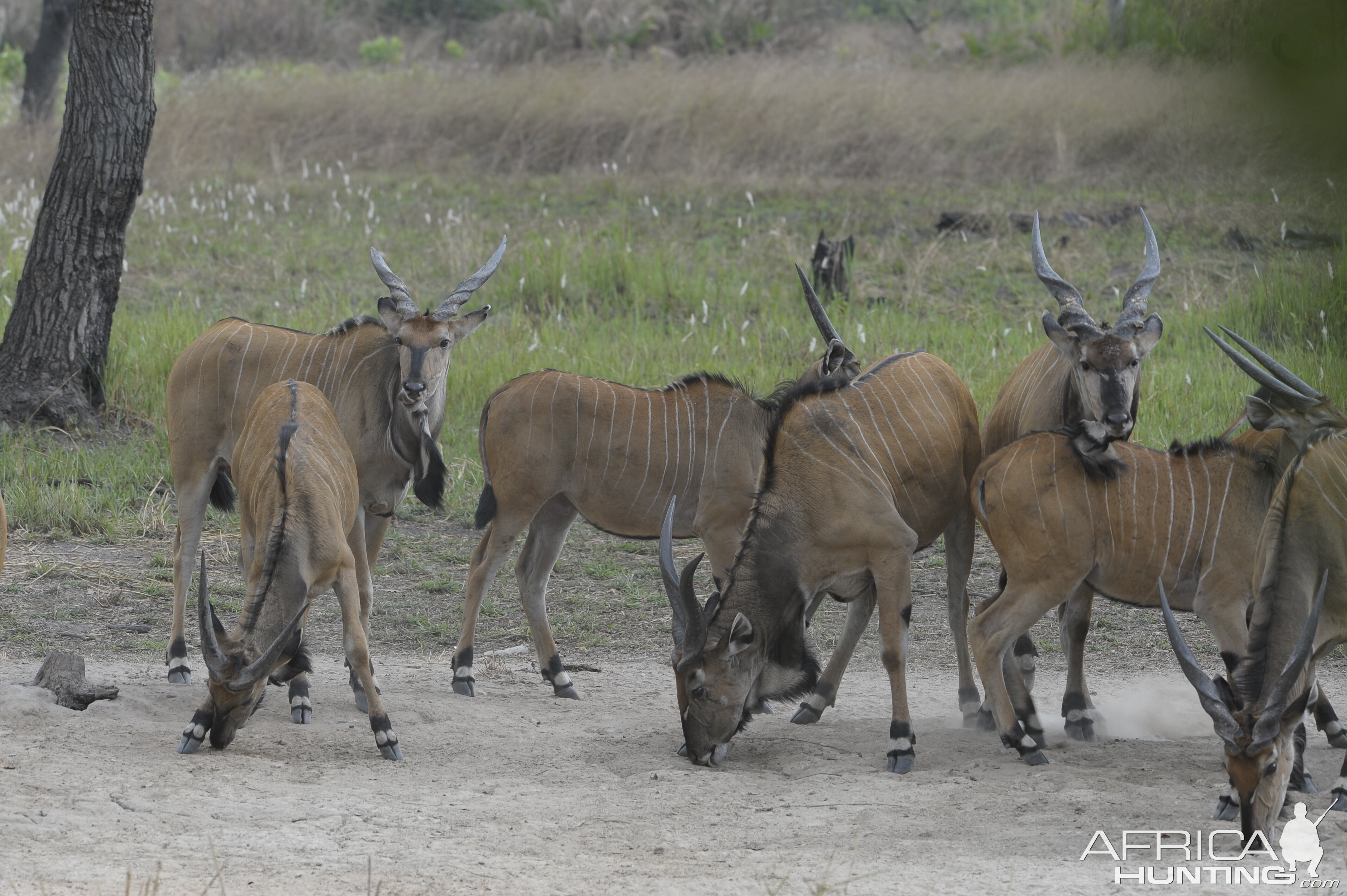 Lord Derby Eland in C.A.R.