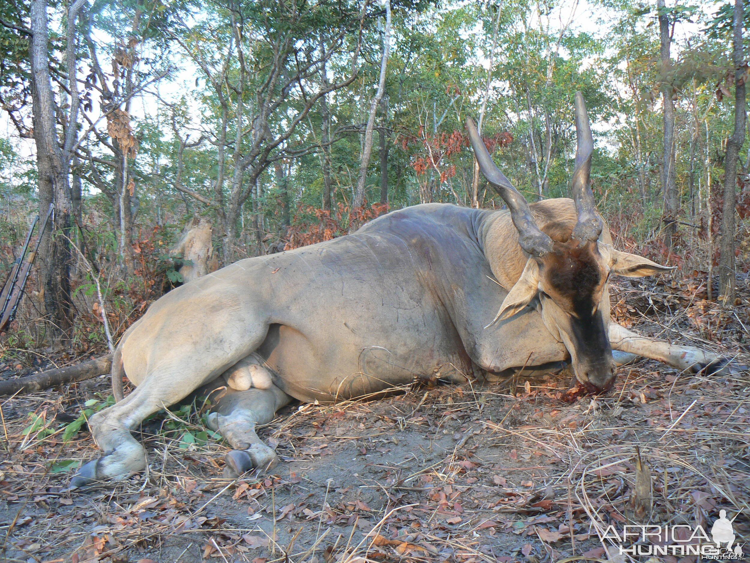 Lord Derby Eland in CAR