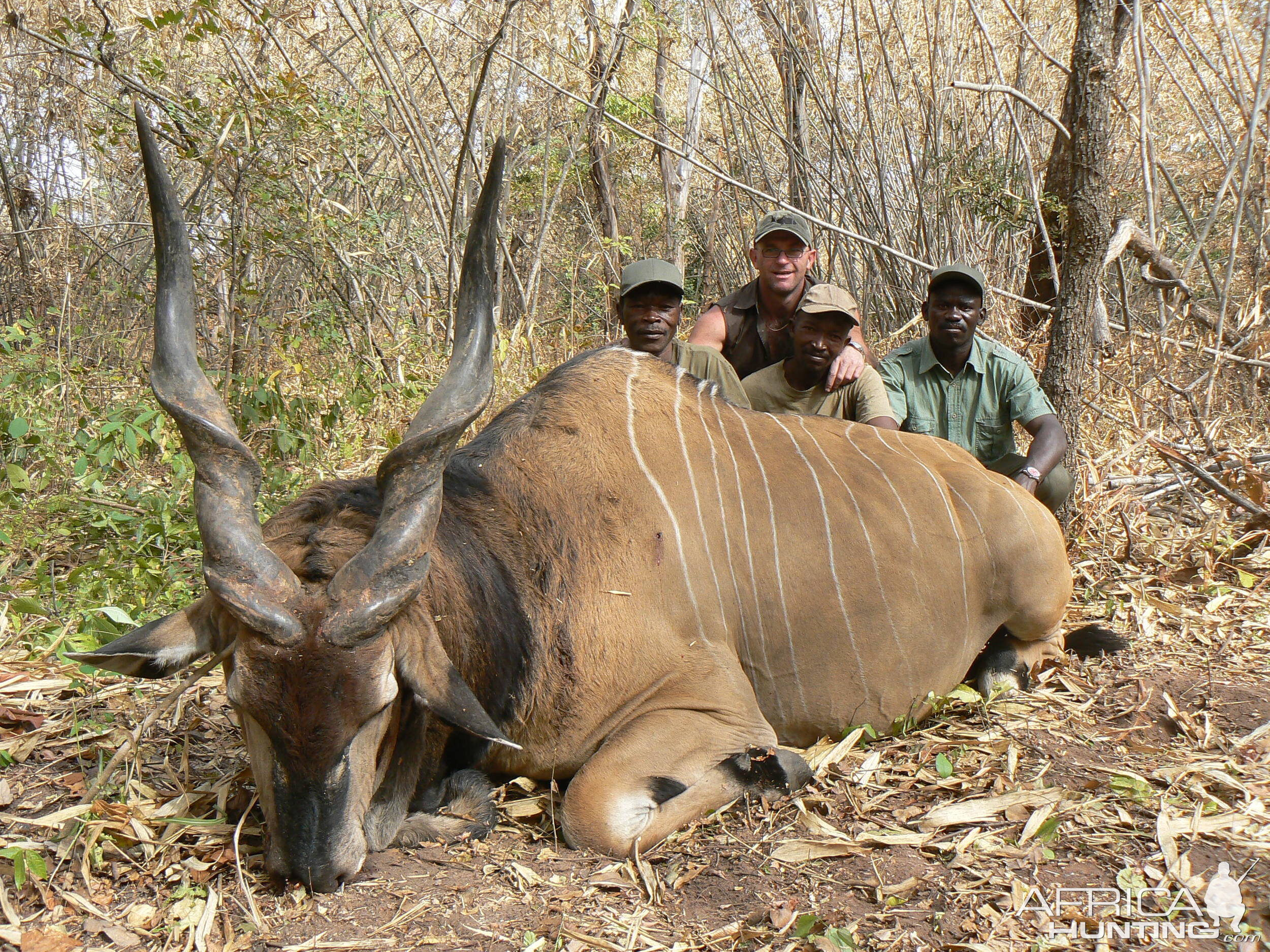 Lord Derby Eland