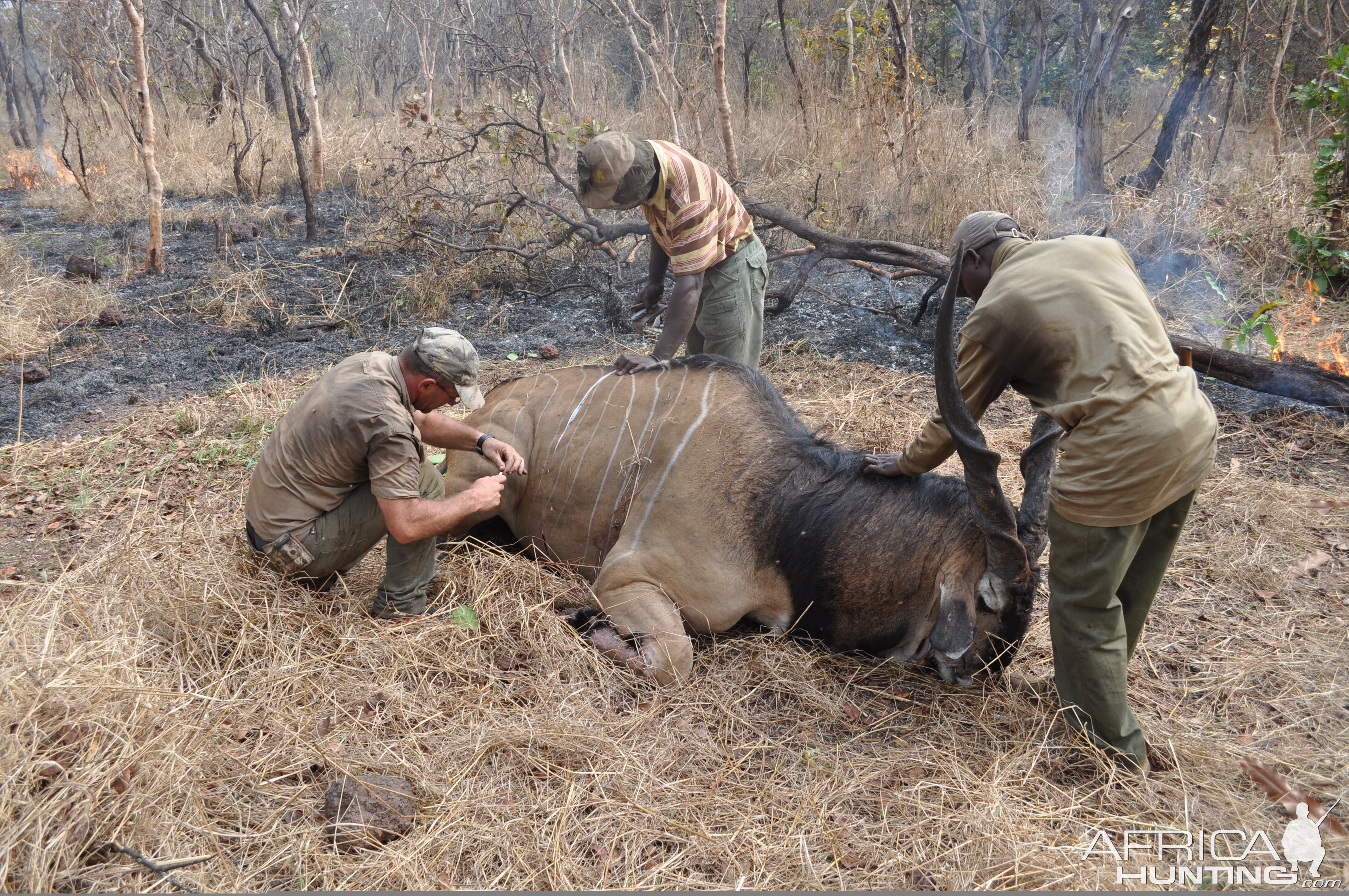 Lord Derby Eland