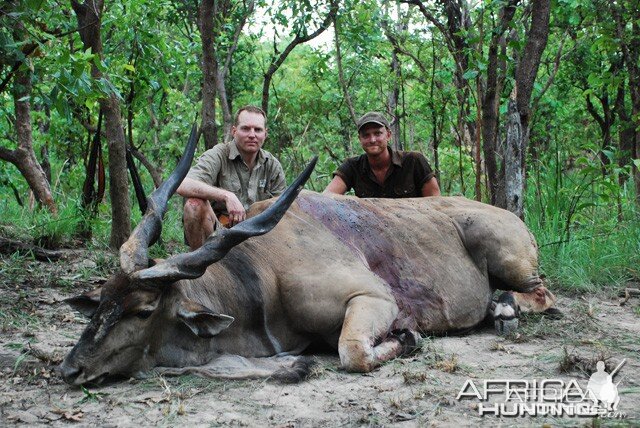 Lord derbys Eland shot in CAR at CAWA Safari