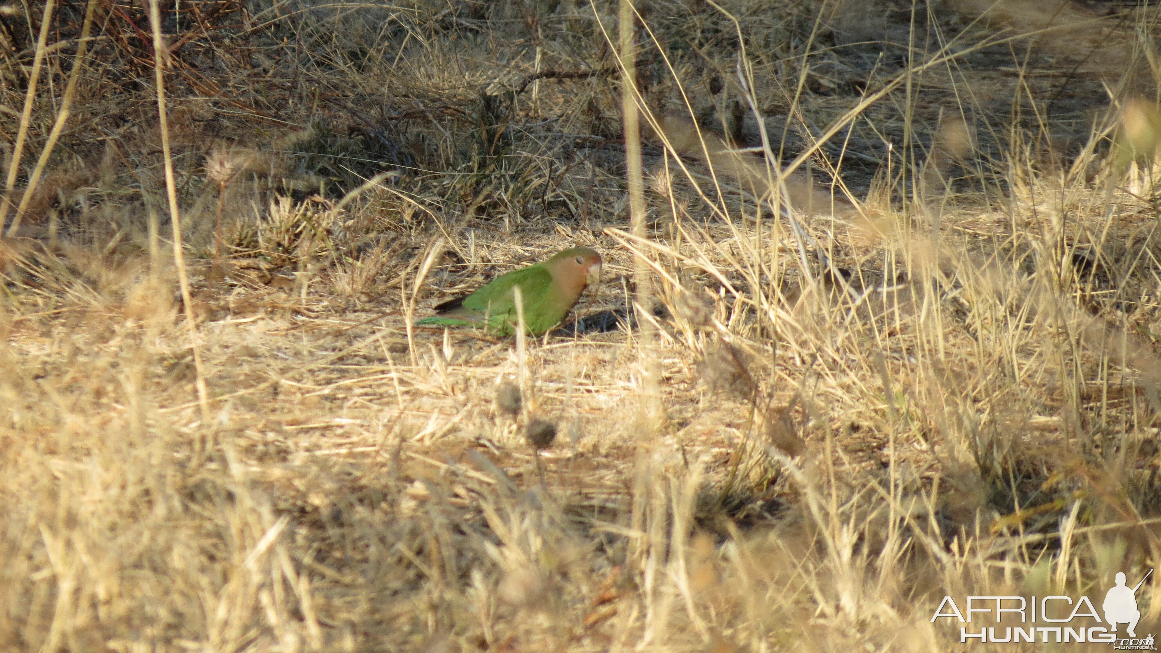 Love Bird Namibia