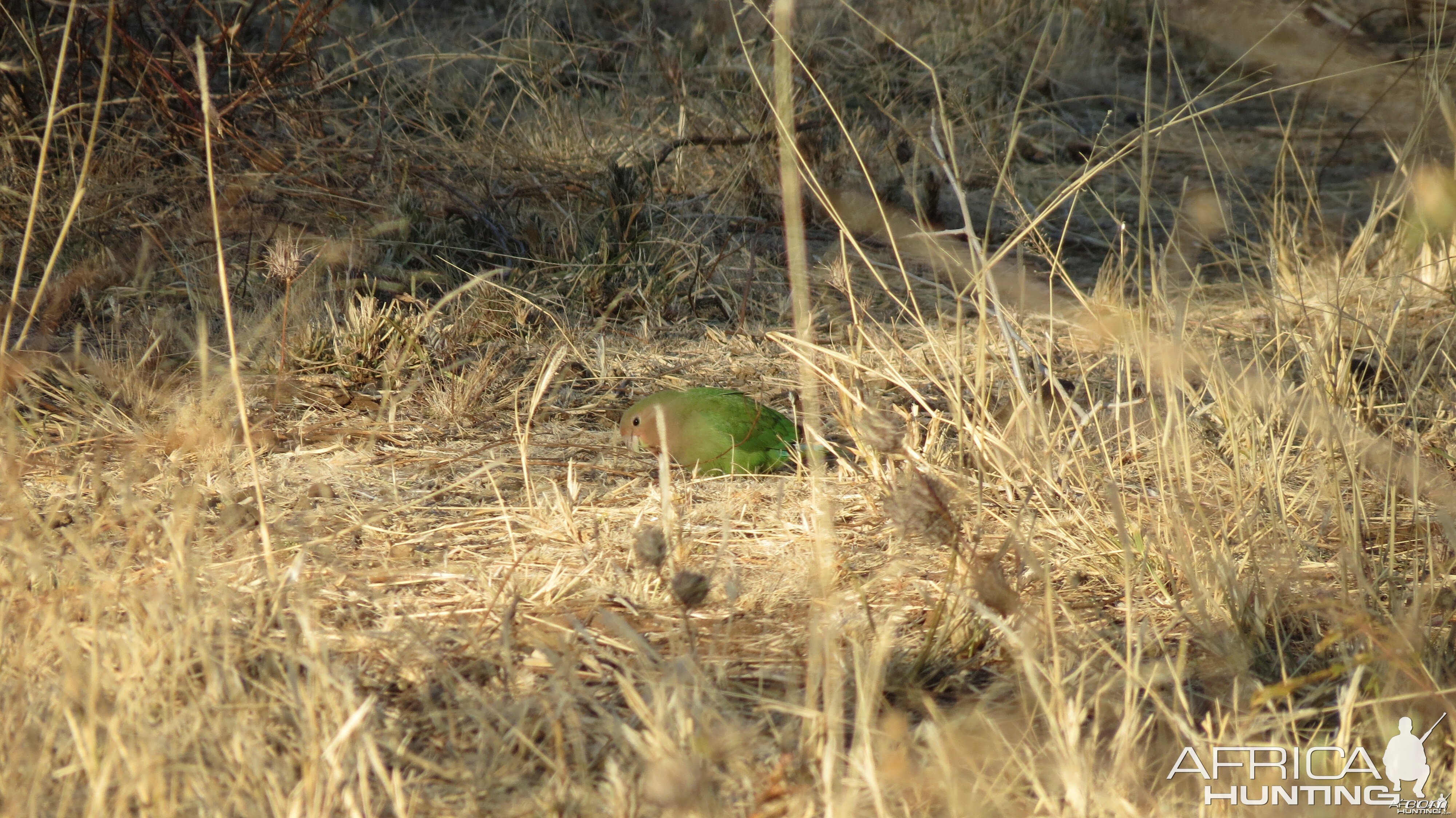 Love Bird Namibia