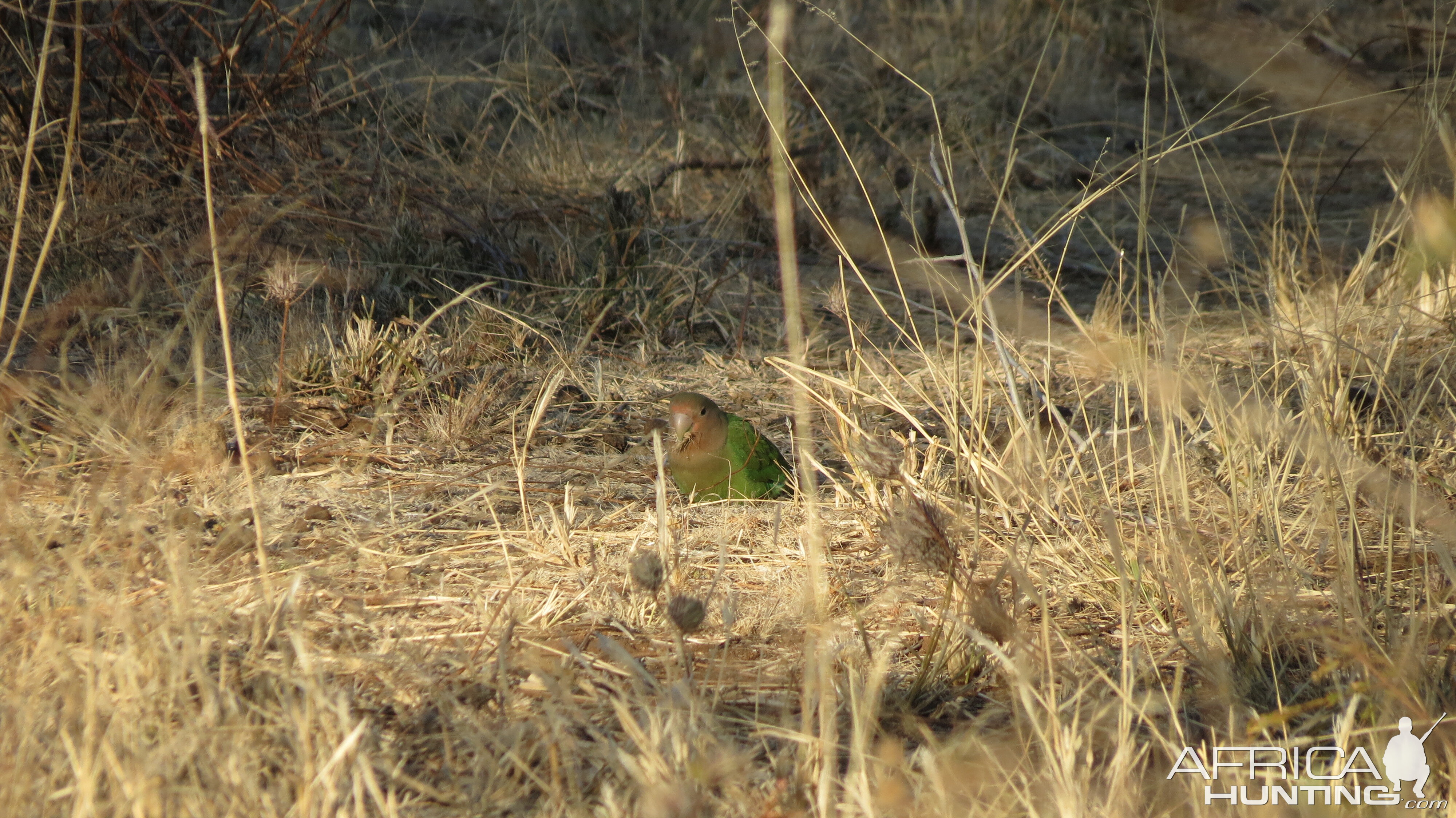 Love Bird Namibia