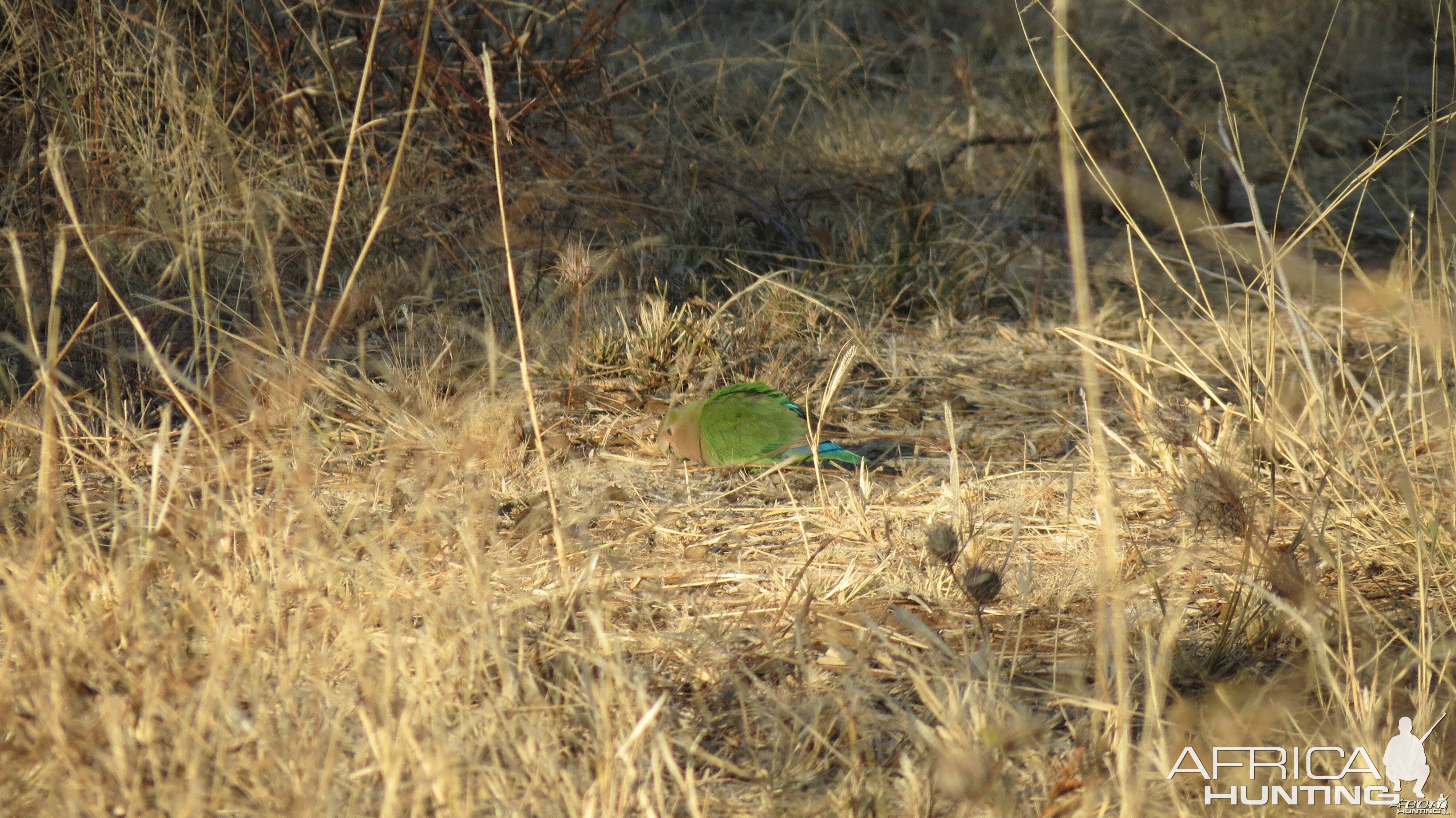 Love Bird Namibia