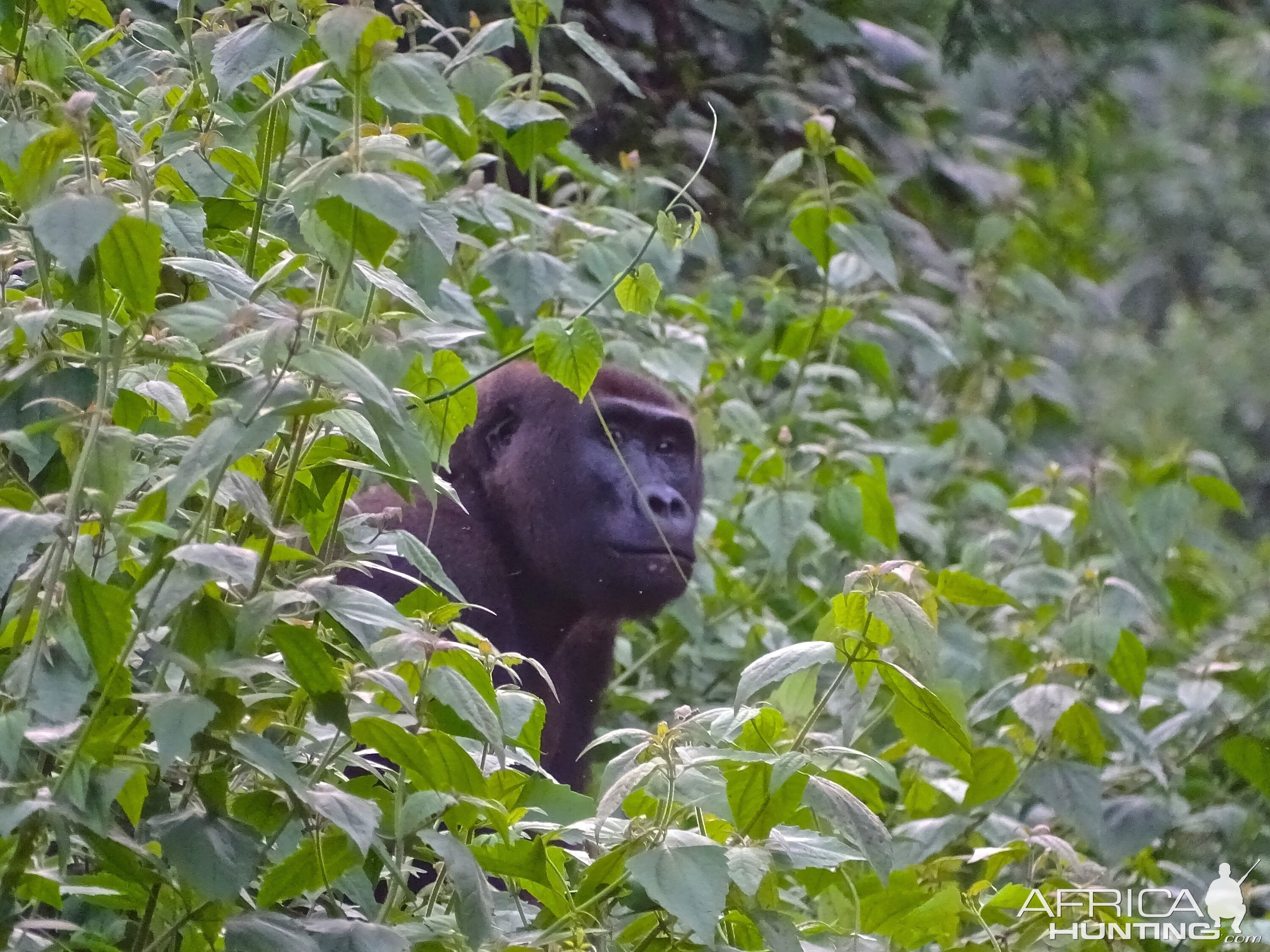 Lowland Gorilla Congo