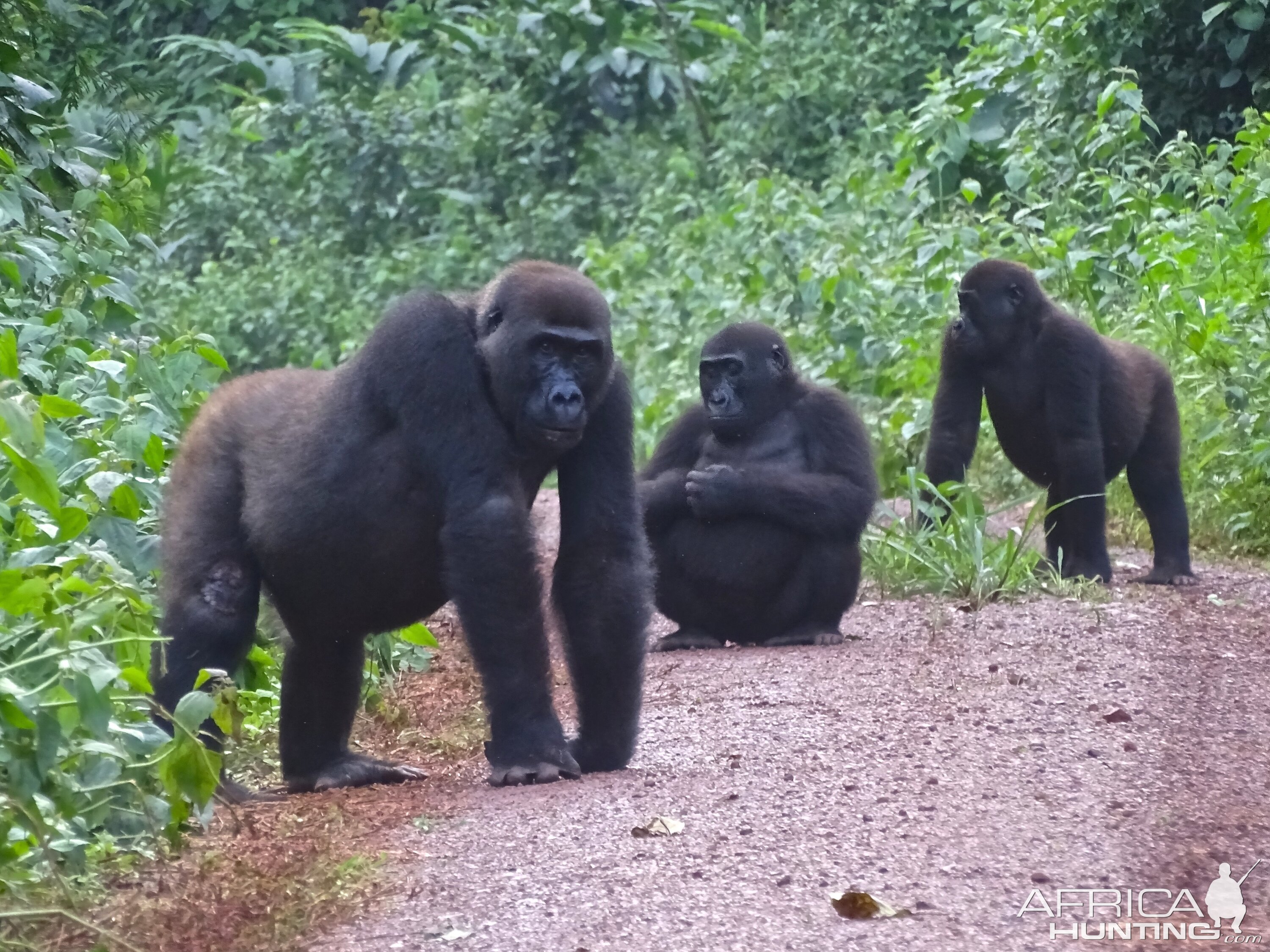 Lowland Gorilla Congo