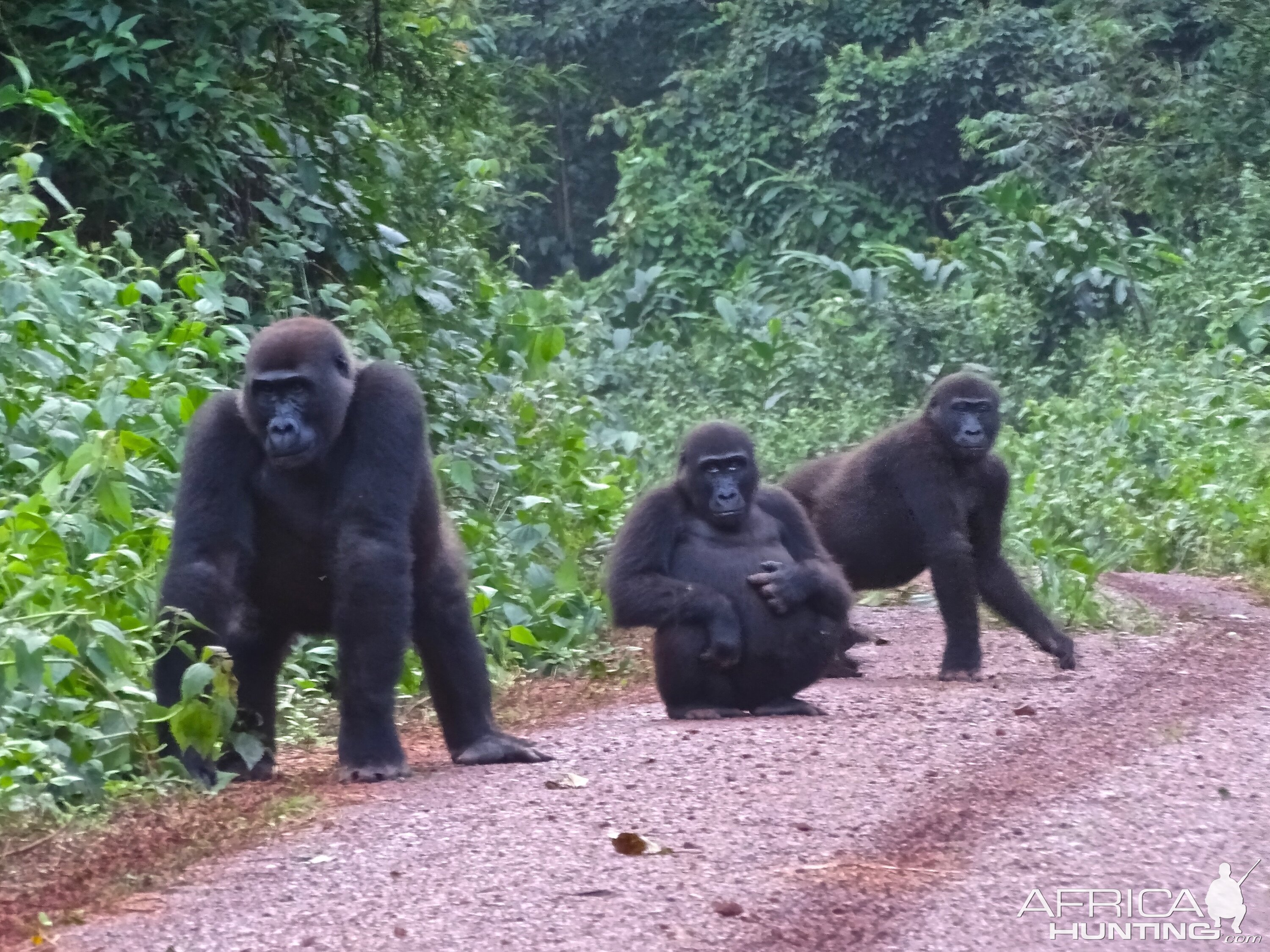 Lowland Gorilla Congo