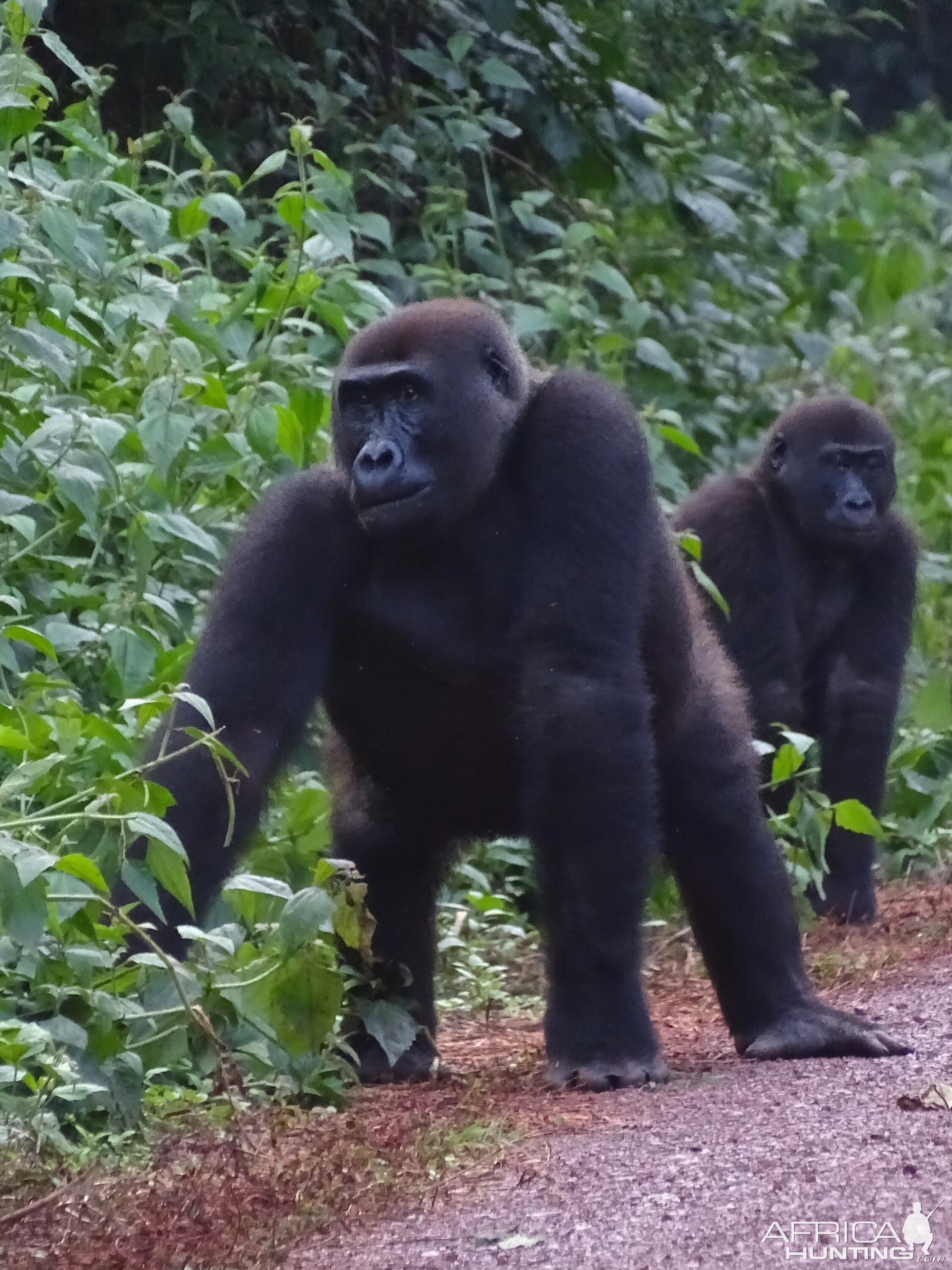 Lowland Gorilla Congo