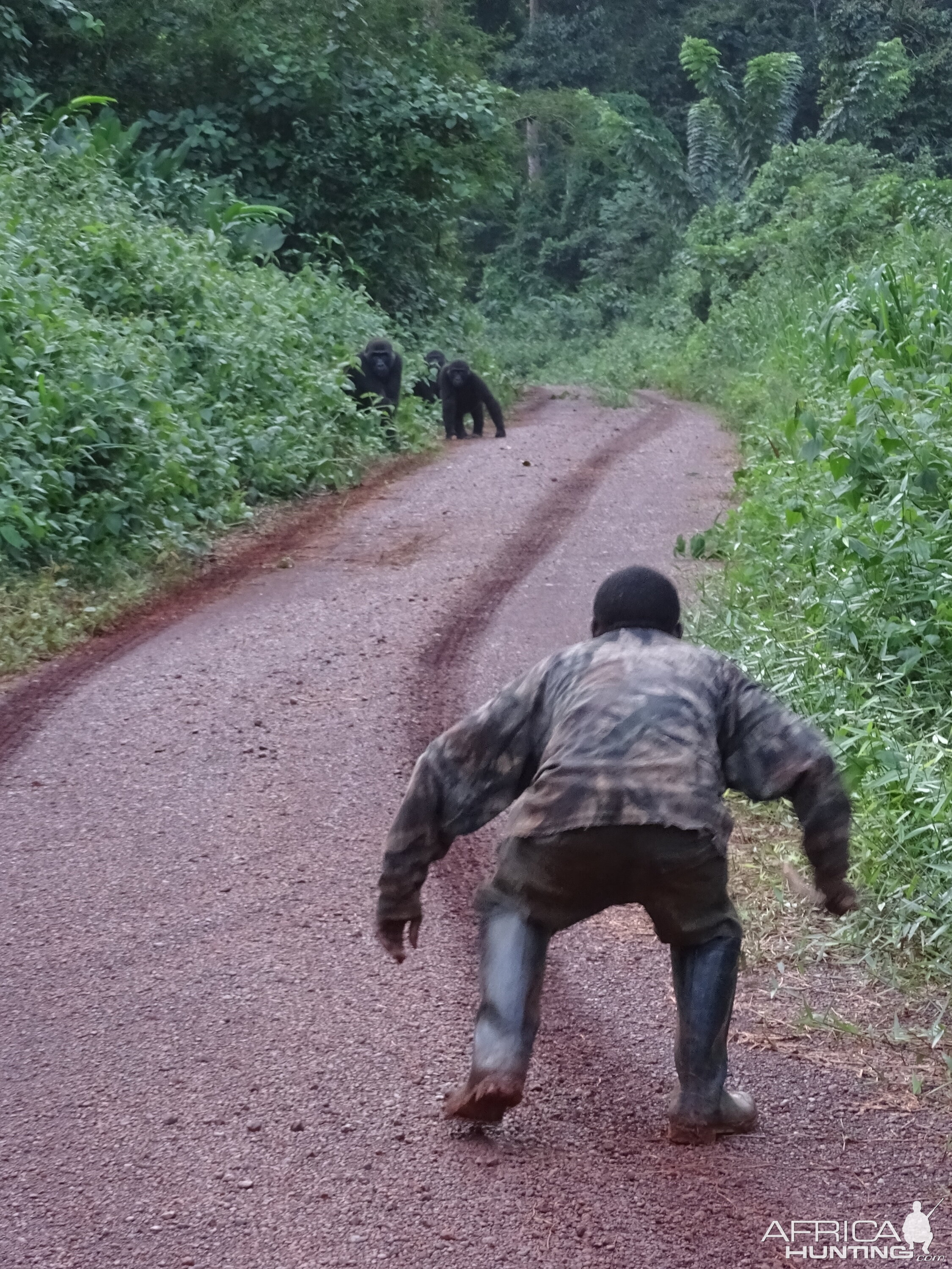 Lowland Gorilla Congo