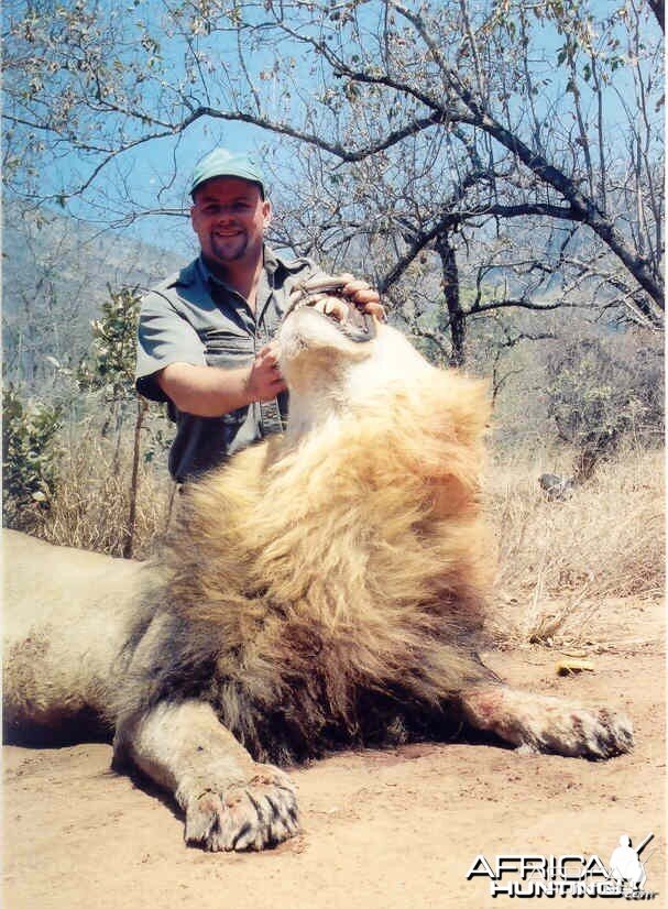 Lowveld Lion