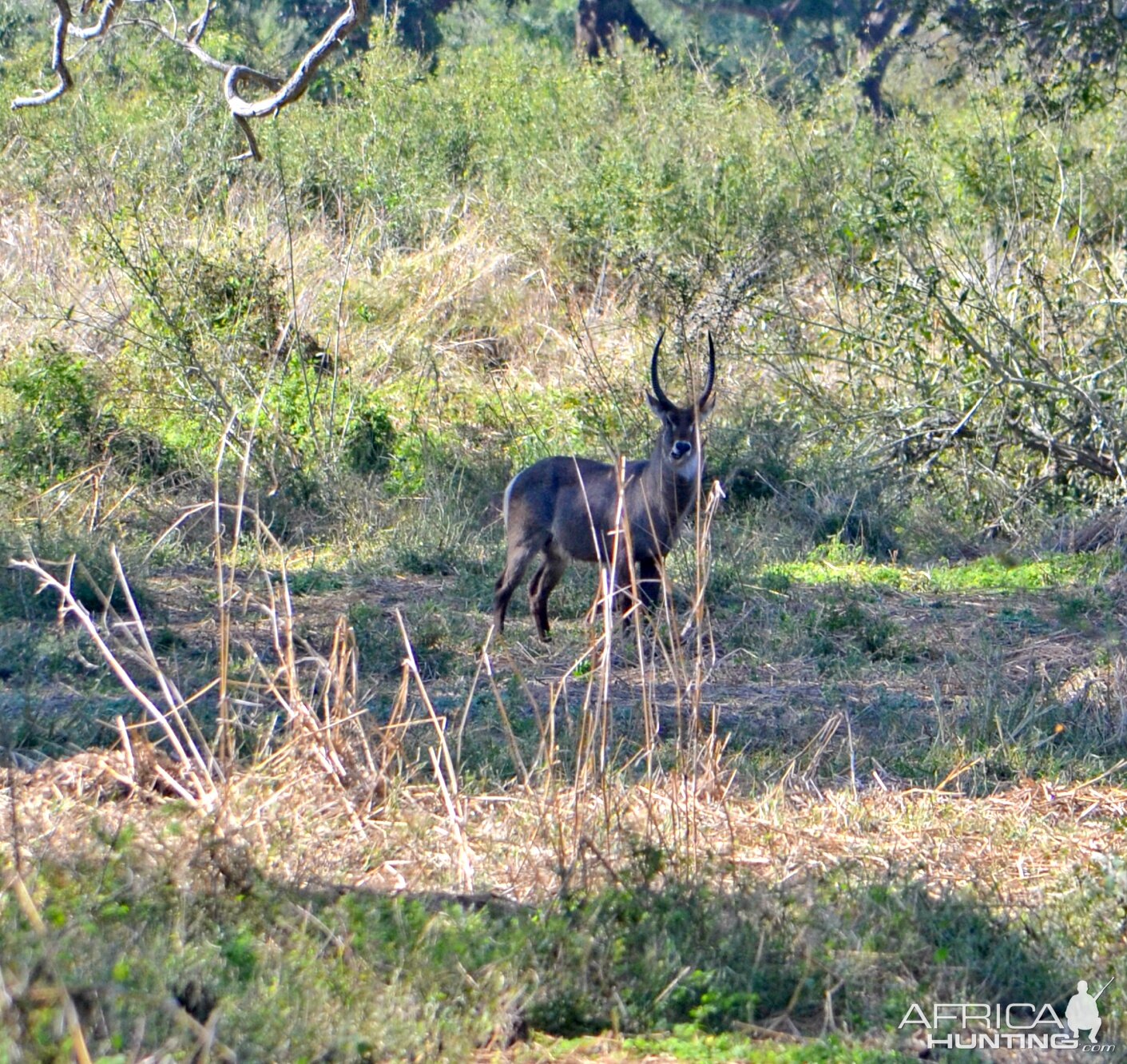 Luangwa Valley Waterbuck Zambia