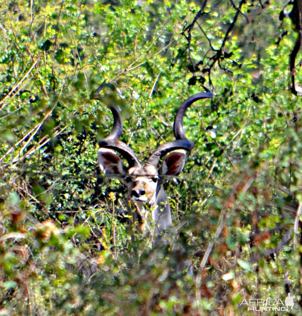 Luangwa Valley Zambia Kudu