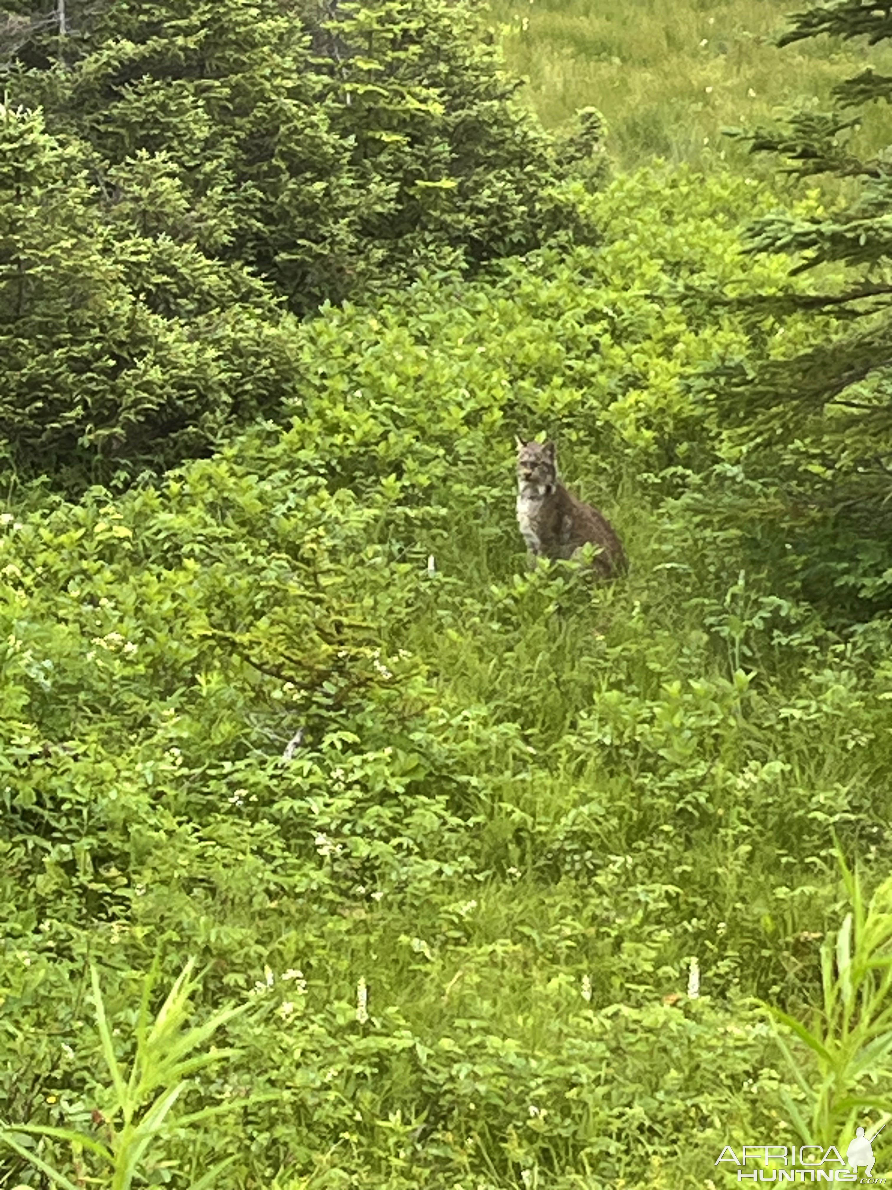 Lynx Canada