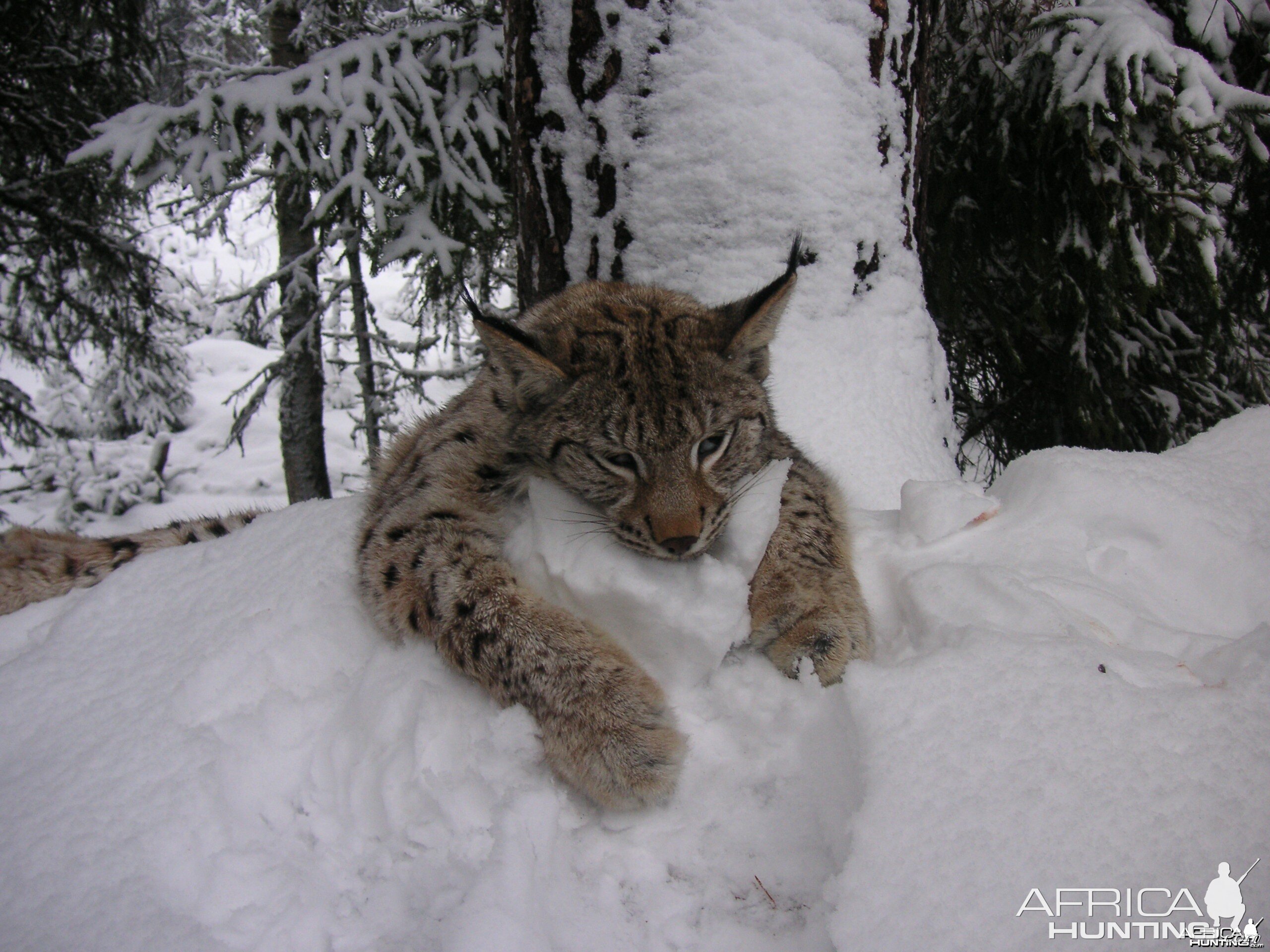 Lynx