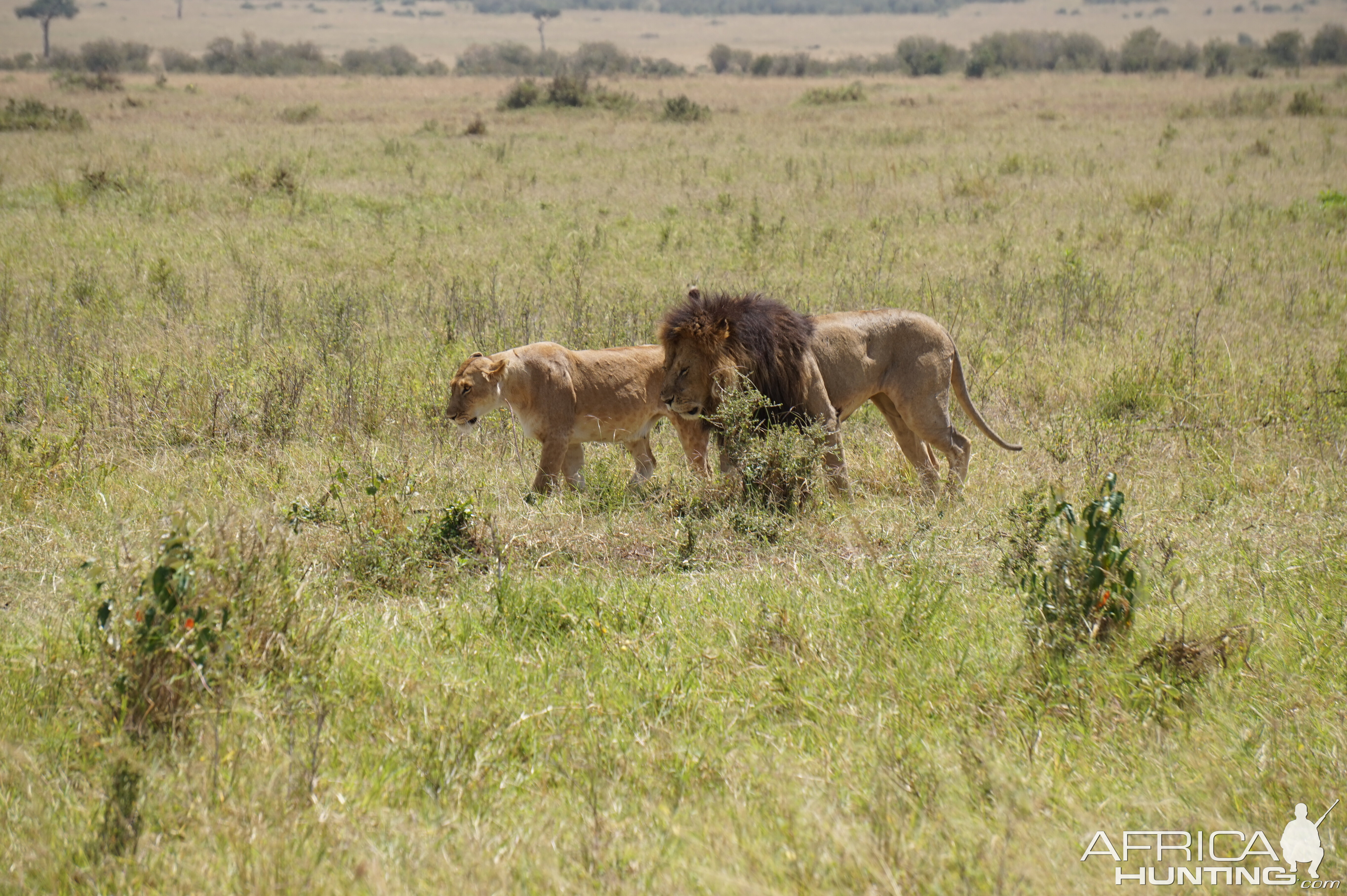 Maasai Mara Lion Photo Safari Kenya