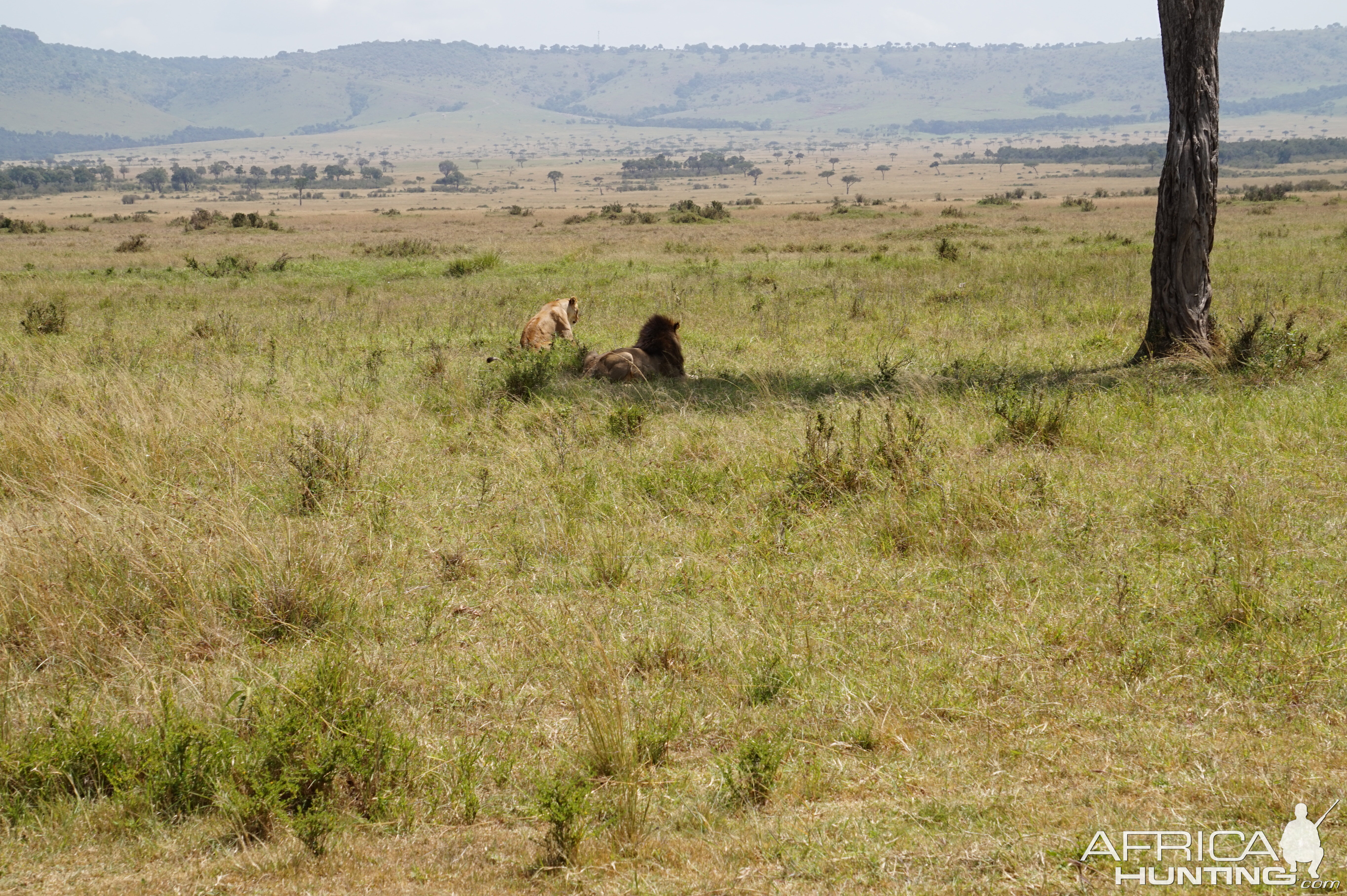 Maasai Mara Photo Safari Kenya Lion