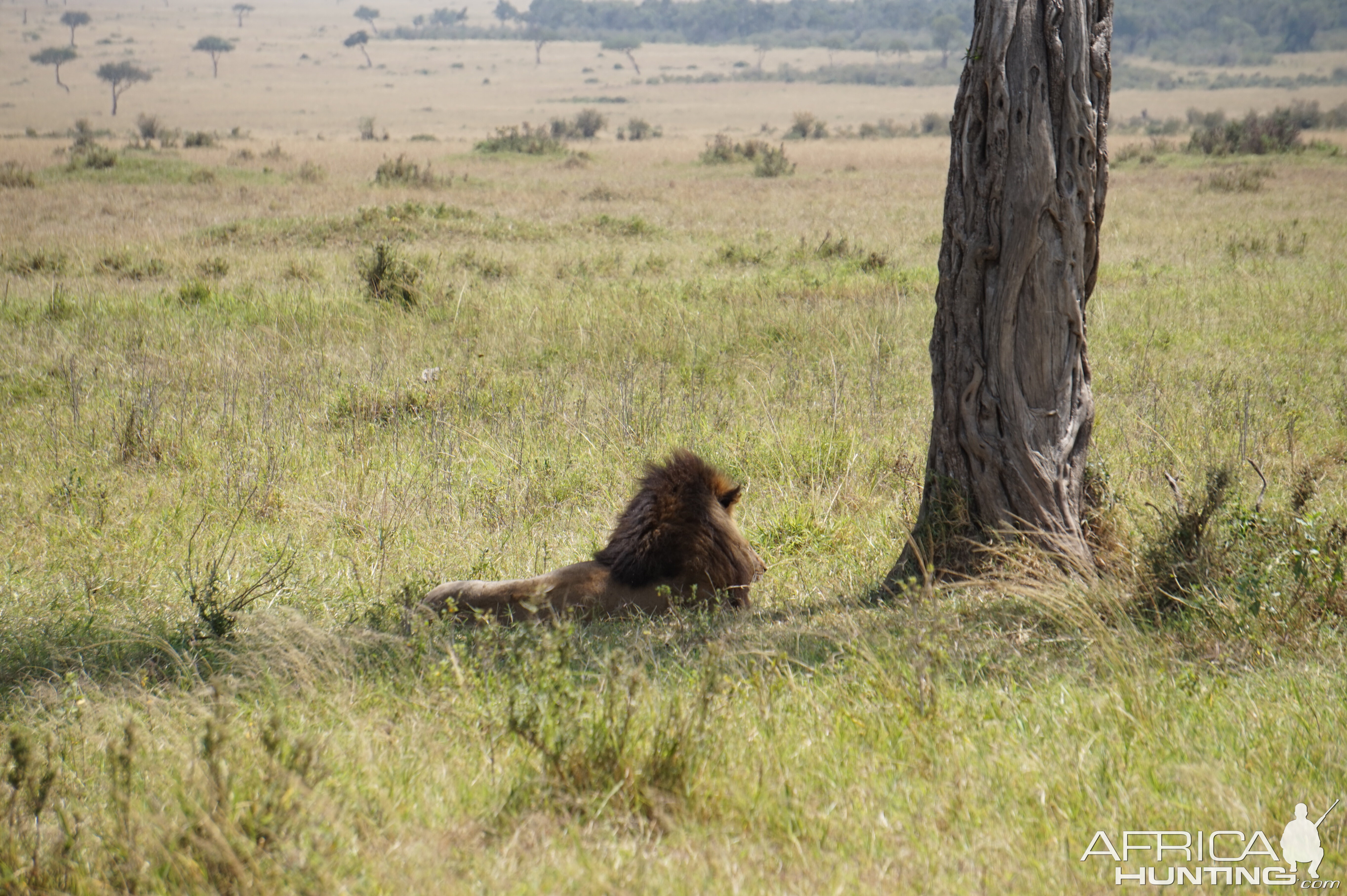 Maasai Mara Photo Safari Kenya Lion