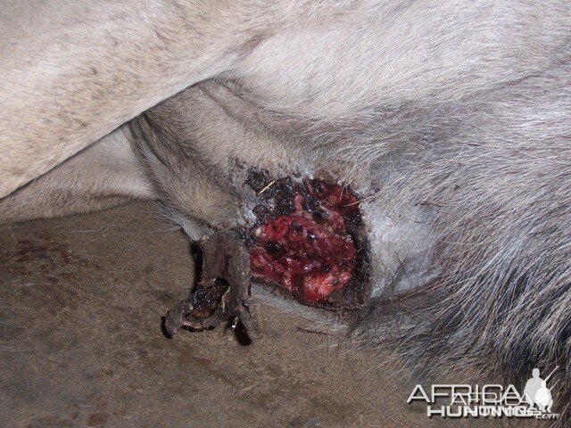 Maggot wound on Kudu