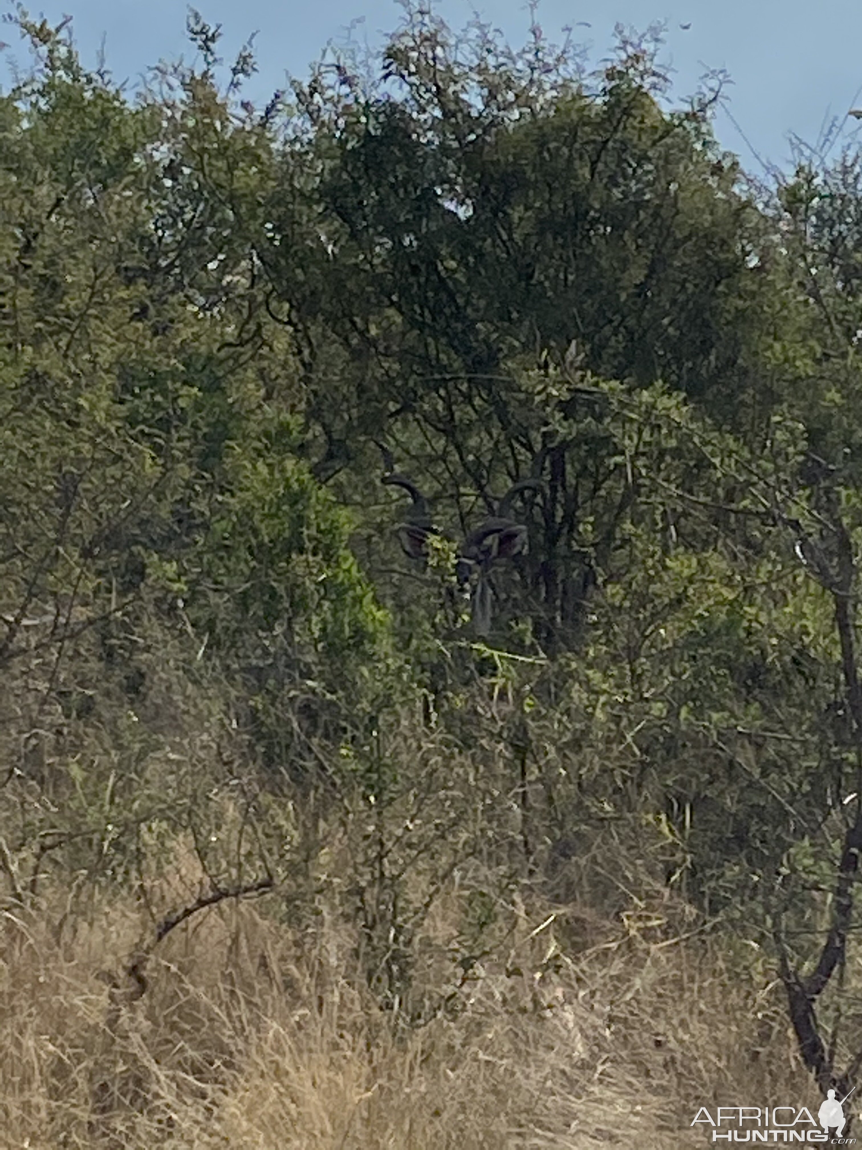 Magnificent Kudu Bull South Africa