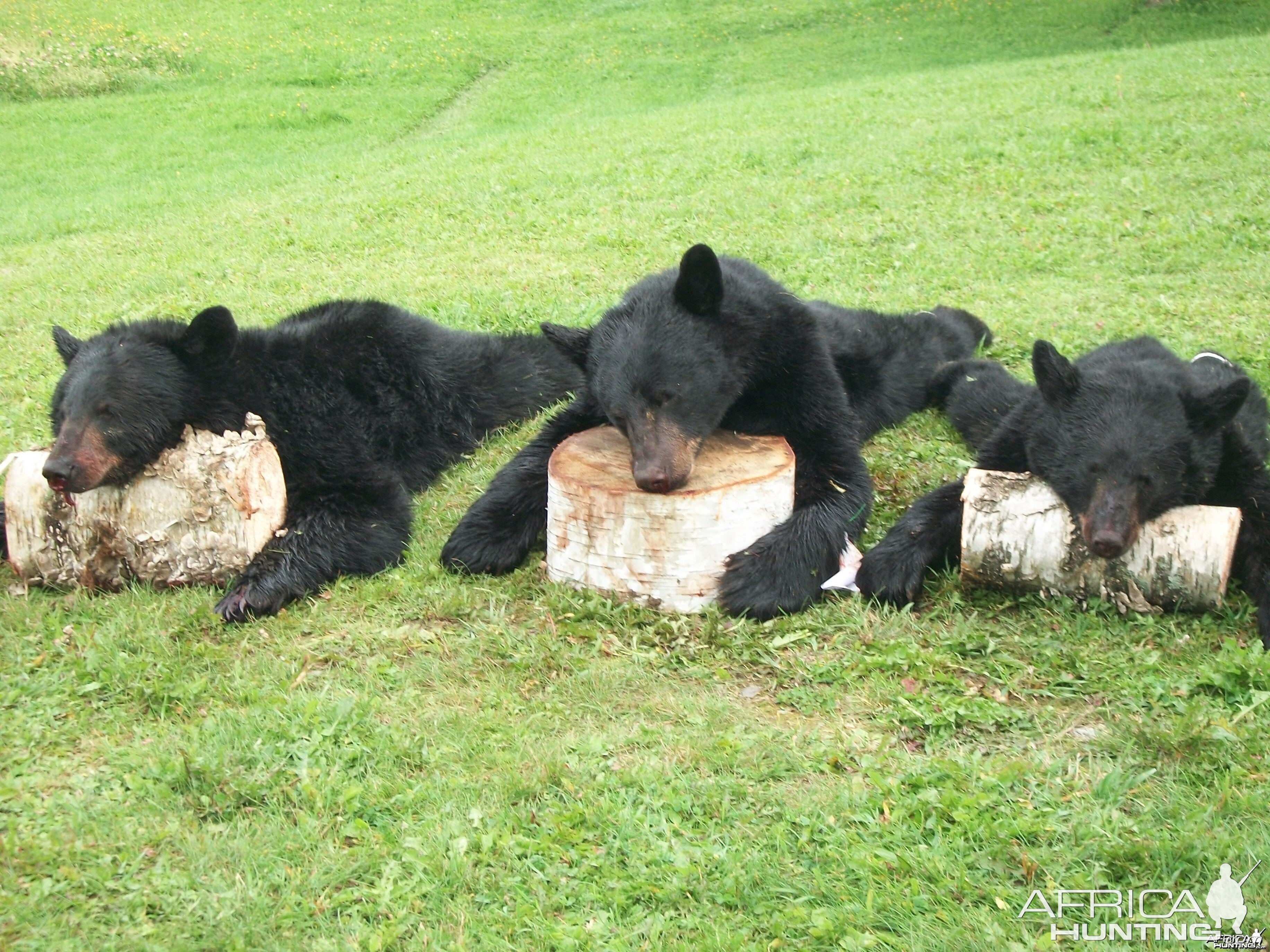 Maine bears