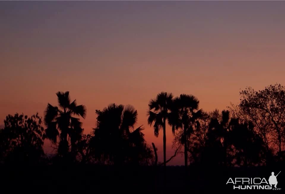 Makalani Palm trees at the Dawn of night