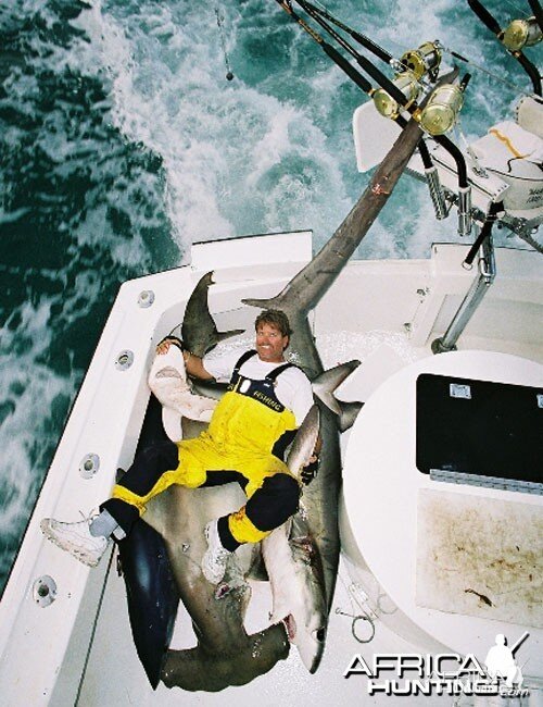 Mako Hammerhead Thresher Shark