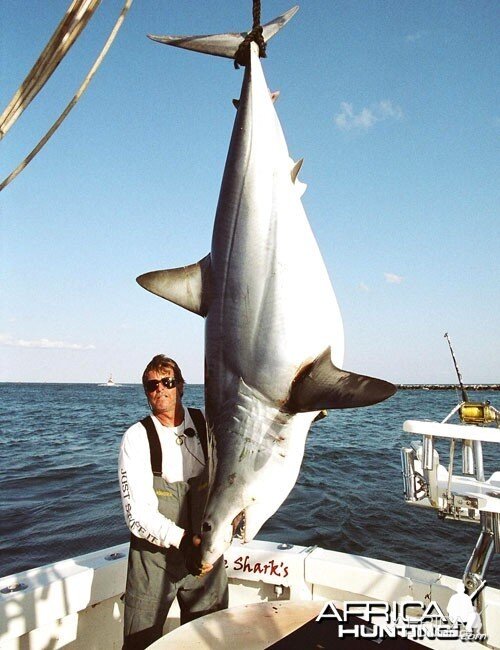 Mako Shark