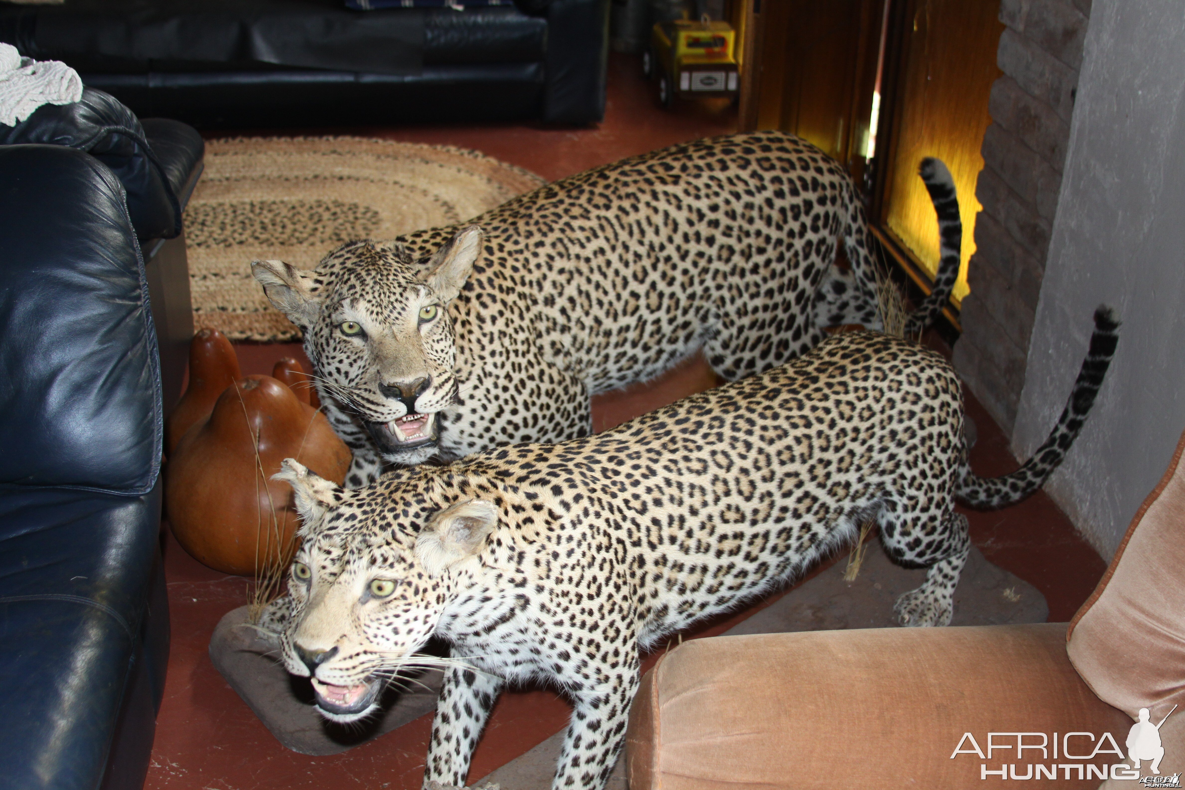 Male and Female Leopard