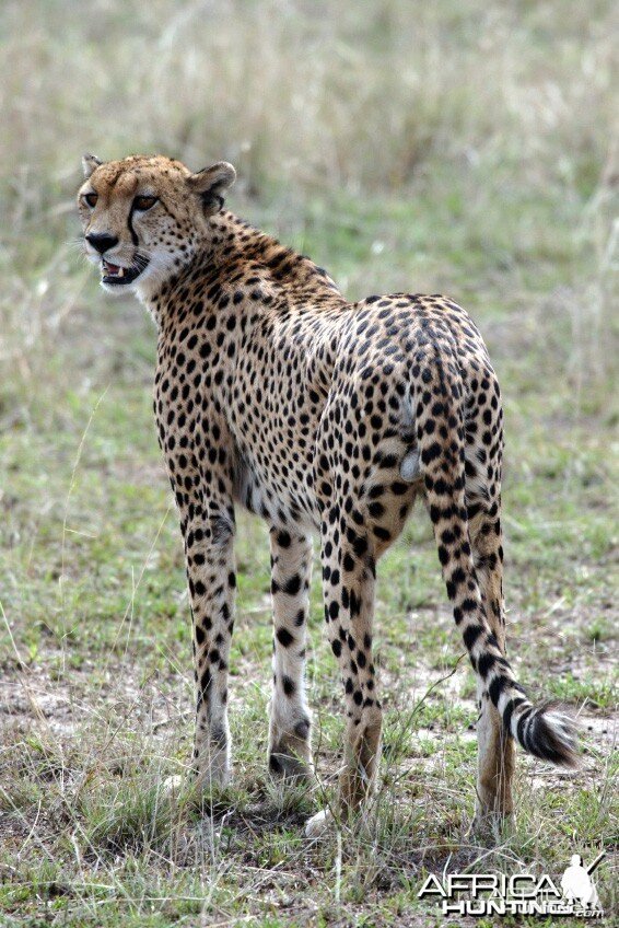 Male Cheetah