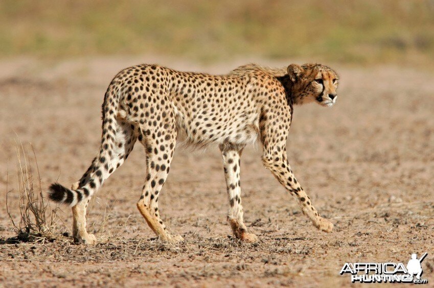 Male Cheetah