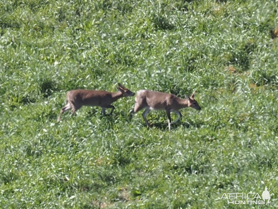 Male & Female Duiker Pair