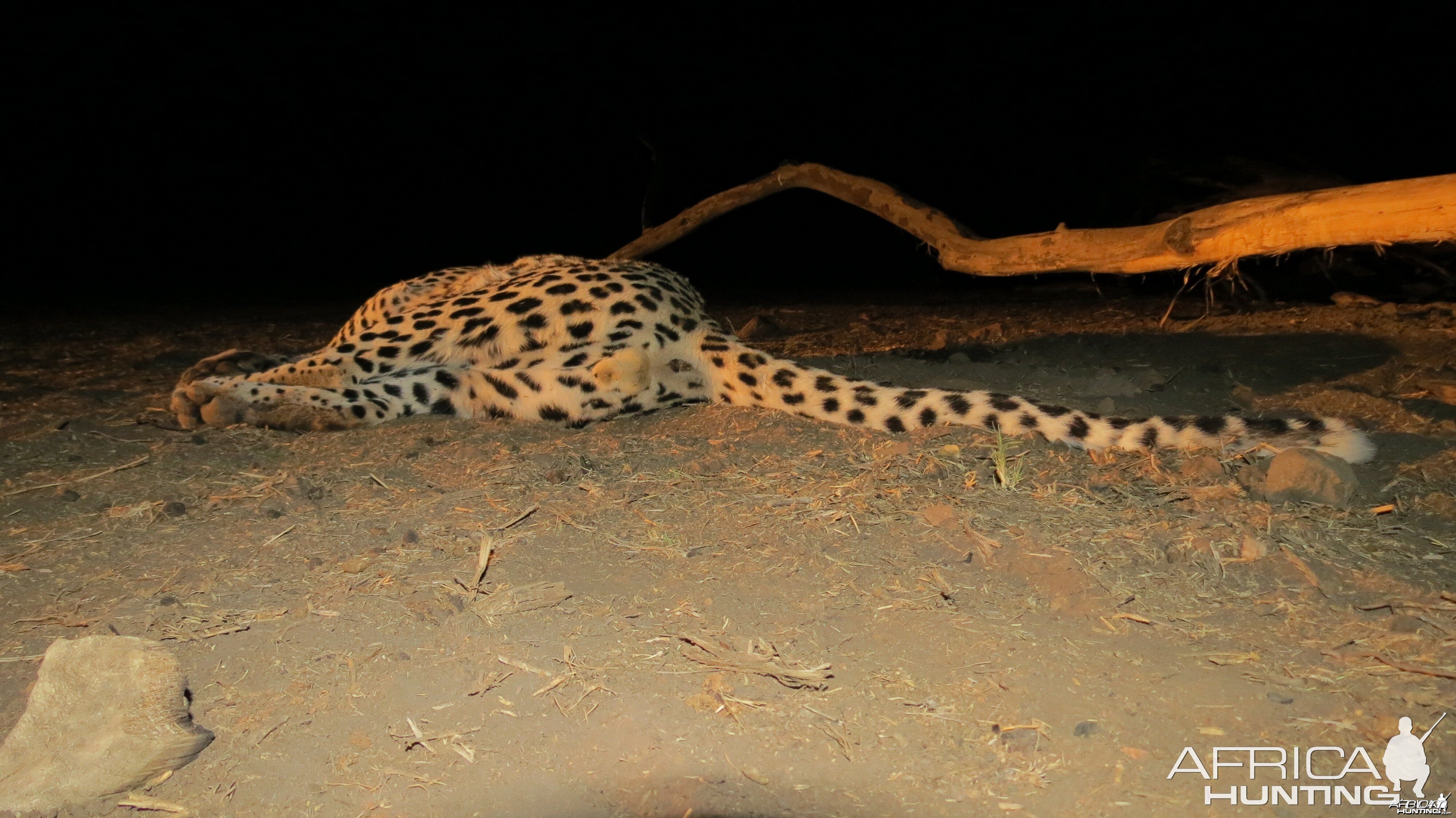 Male Leopard Genitals