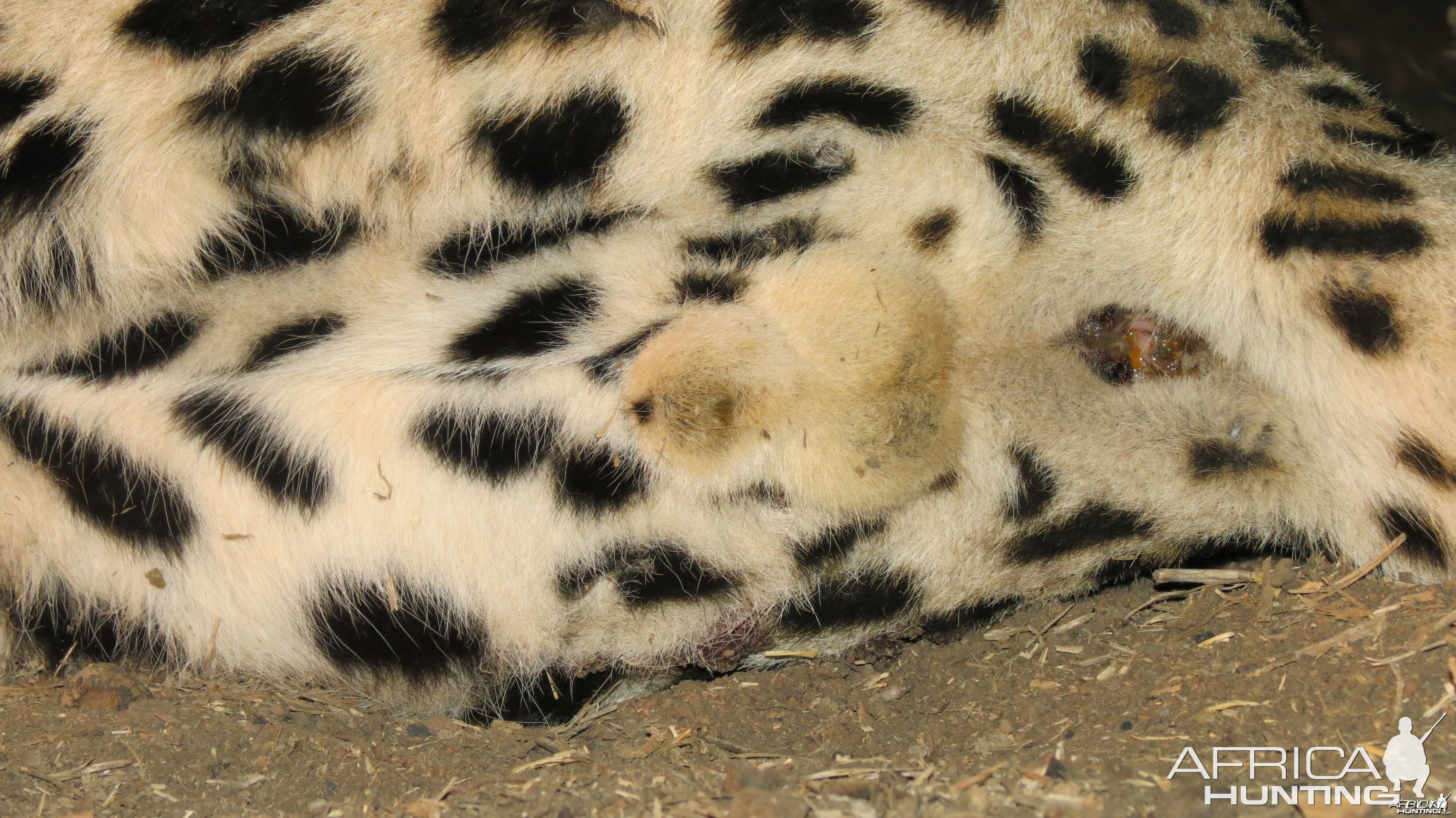 Male Leopard Genitals